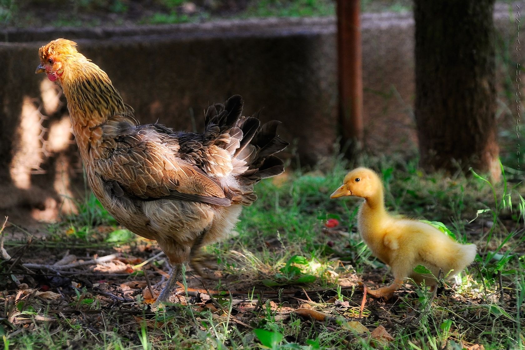 Laden Sie das Tiere, Süß-Bild kostenlos auf Ihren PC-Desktop herunter