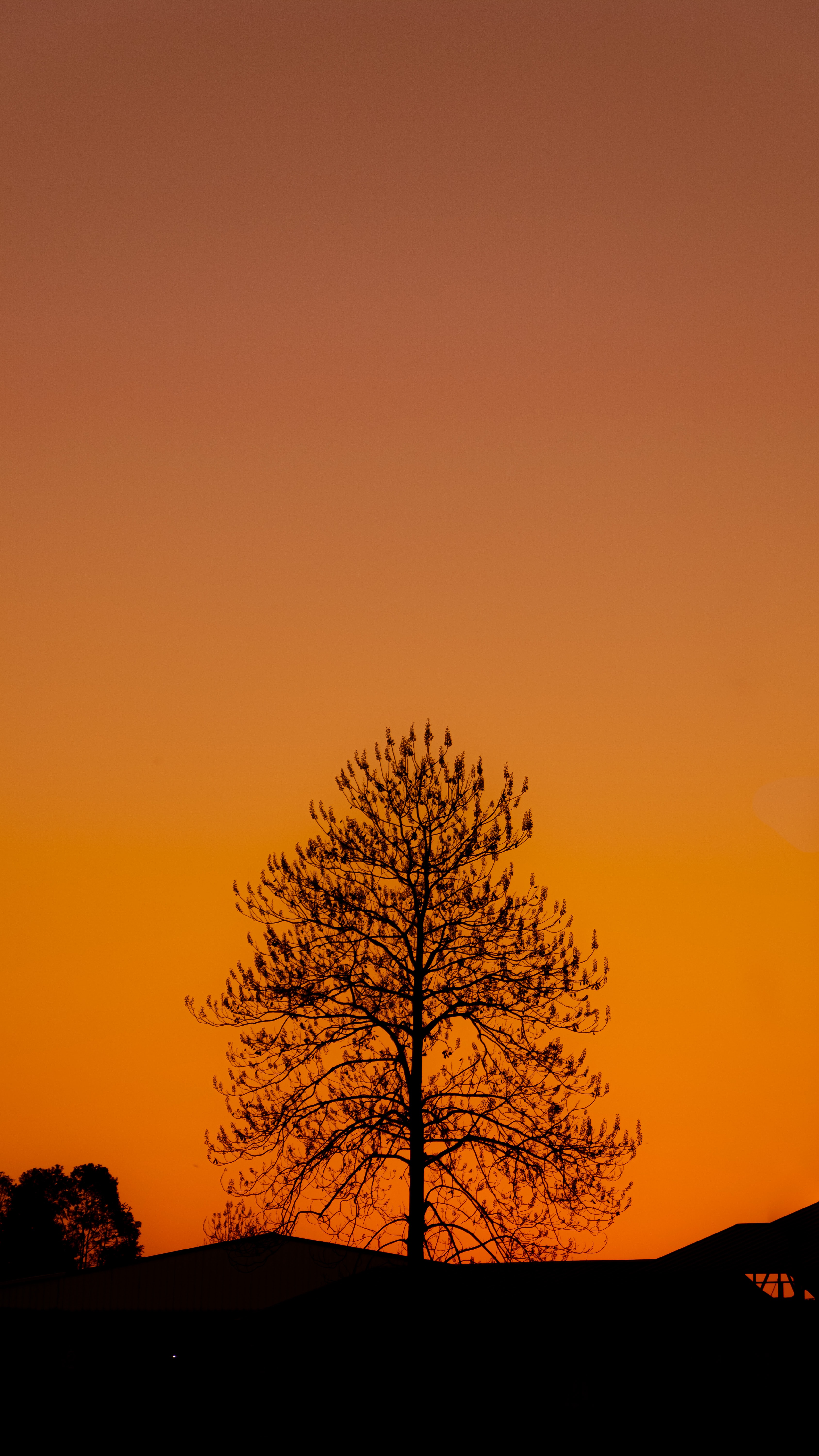 Free download wallpaper Tree, Sunset, Wood, Nature, Silhouette, Dark on your PC desktop