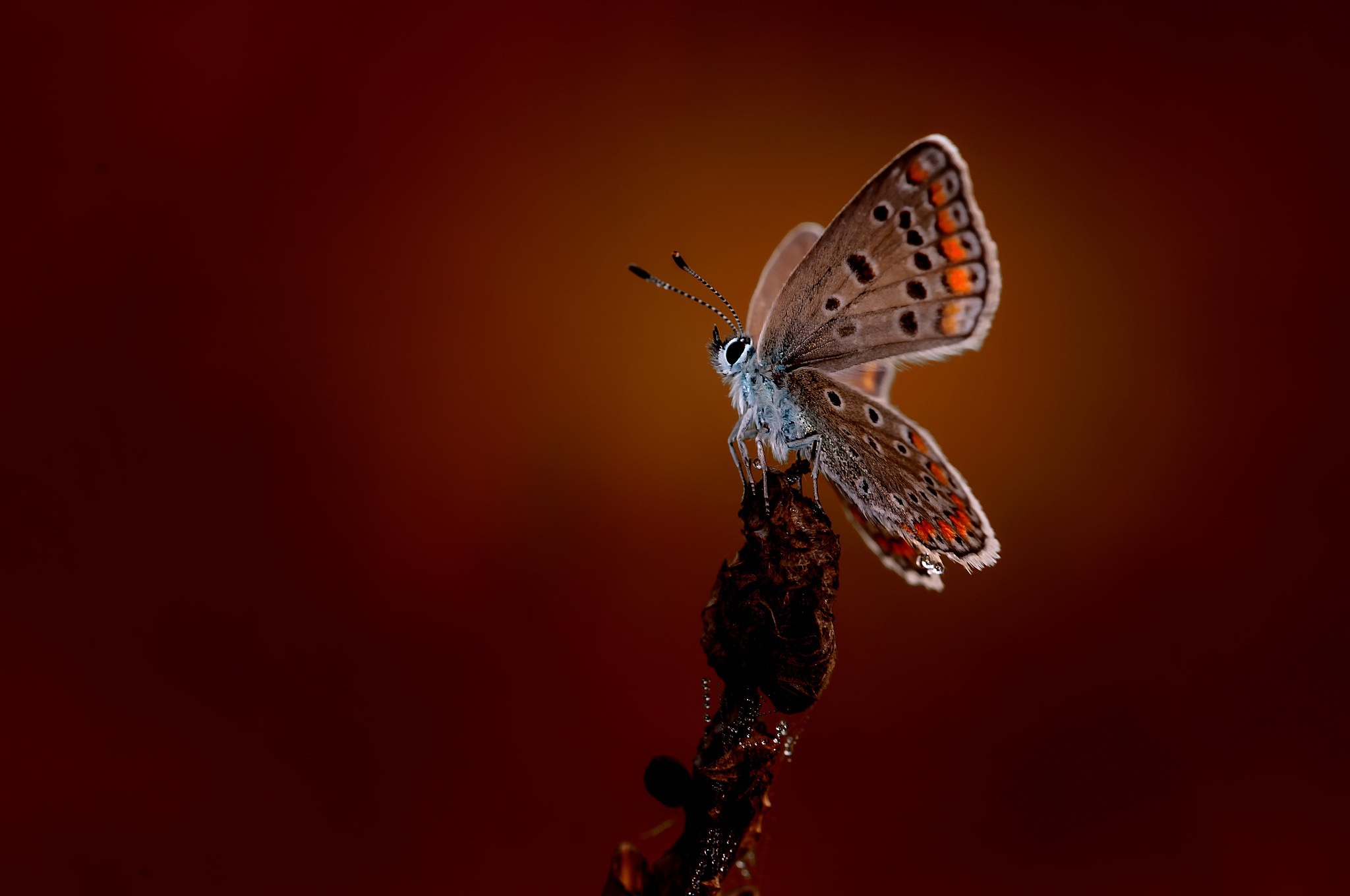 Handy-Wallpaper Tiere, Schmetterlinge, Makro, Insekt kostenlos herunterladen.