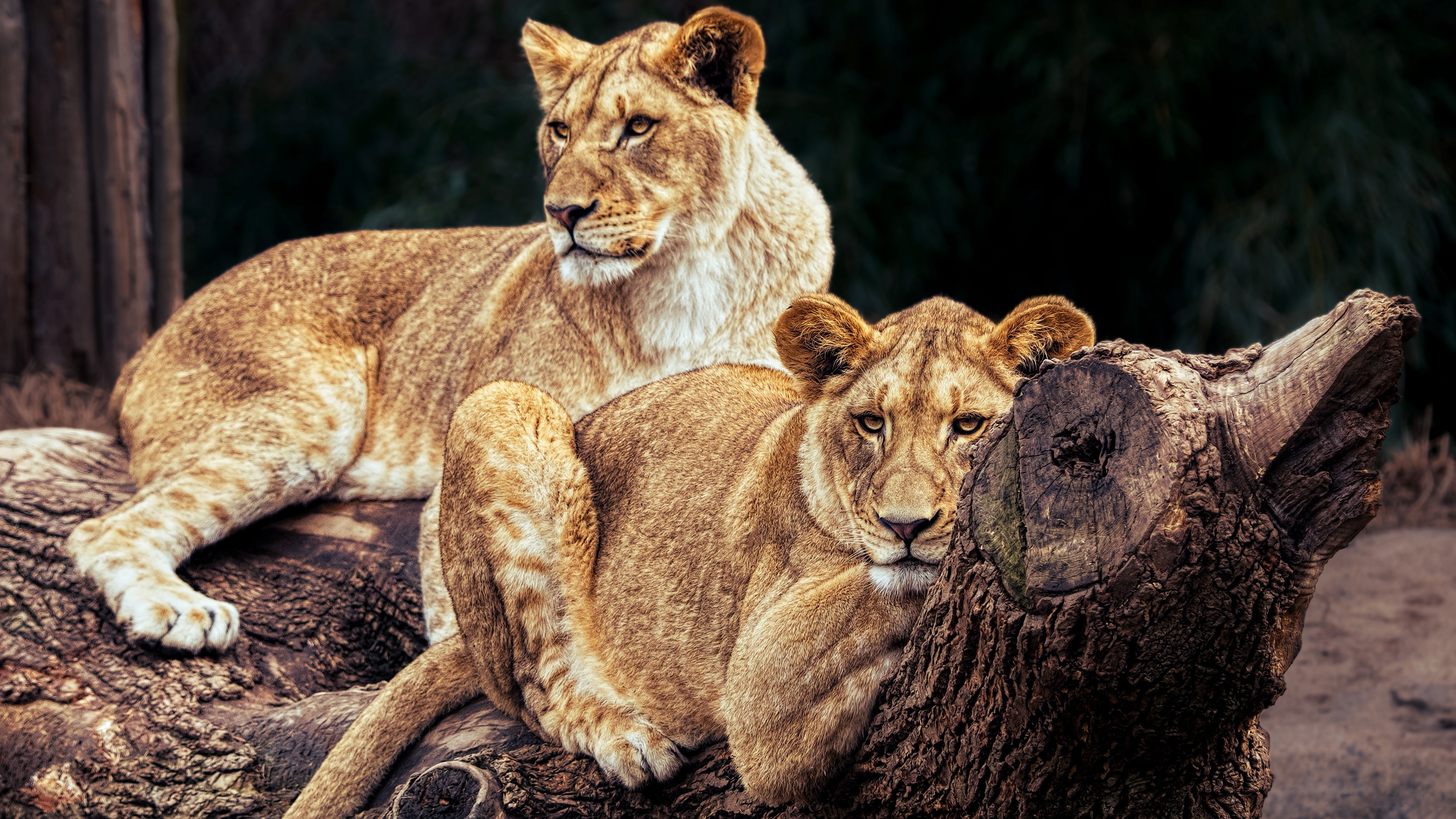 Téléchargez des papiers peints mobile Animaux, Chats, Lion gratuitement.