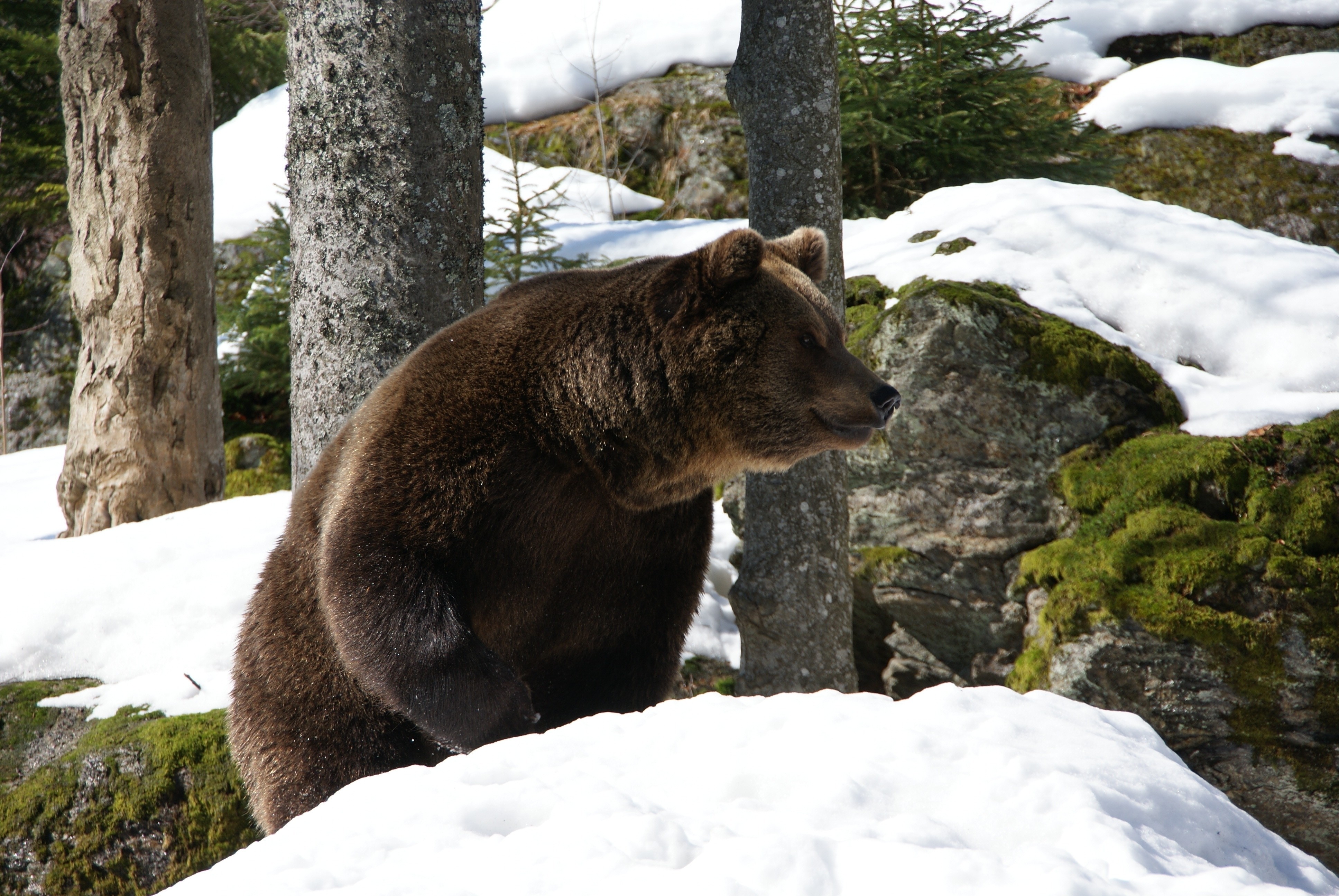 Скачати мобільні шпалери Євразійський Ведмідь, Дерева, Сніг, Ведмідь, Тварини, Зима безкоштовно.