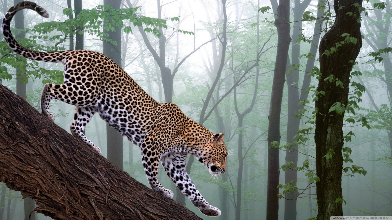 Download mobile wallpaper Leopard, Cats, Animal for free.