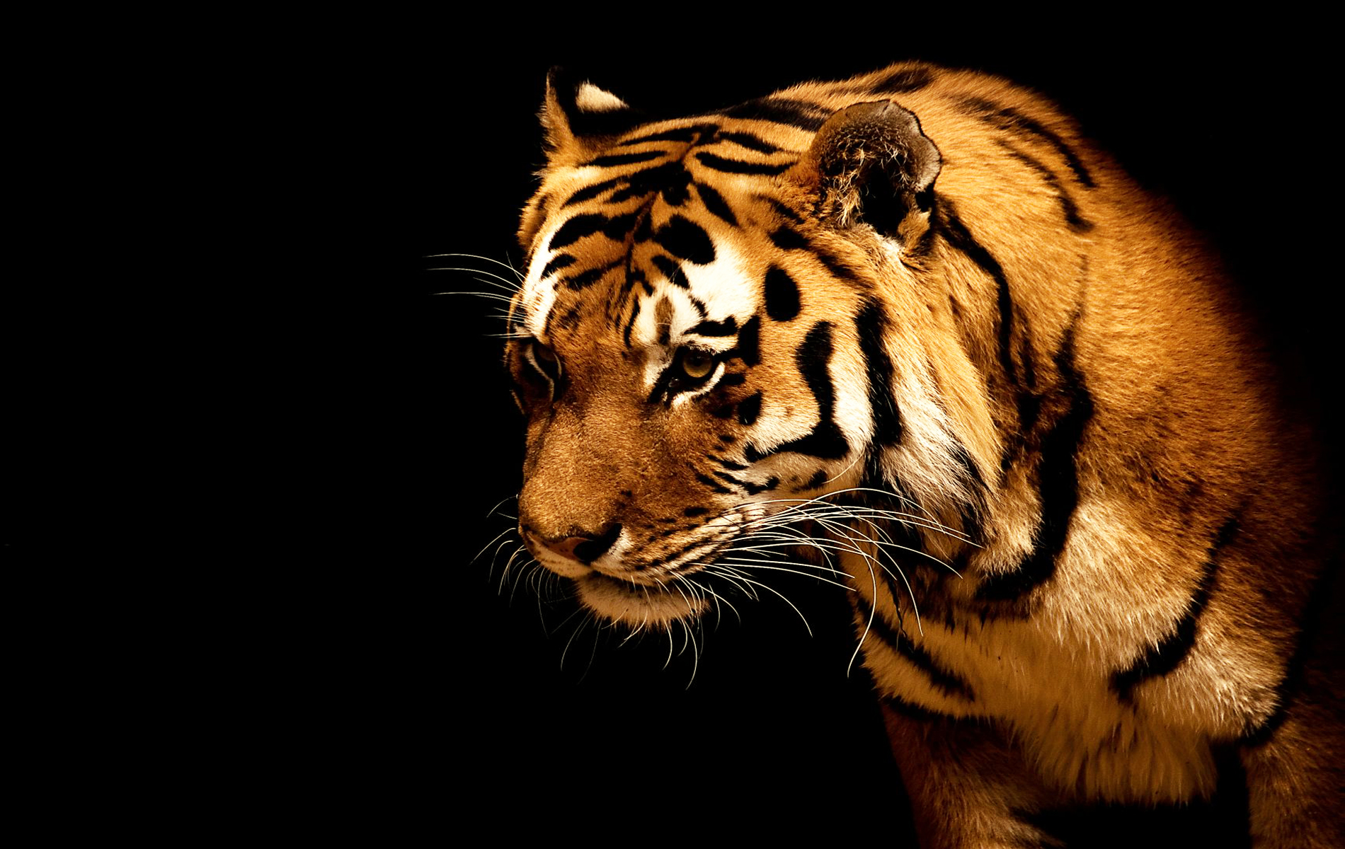 Laden Sie das Tiere, Katzen, Tiger-Bild kostenlos auf Ihren PC-Desktop herunter
