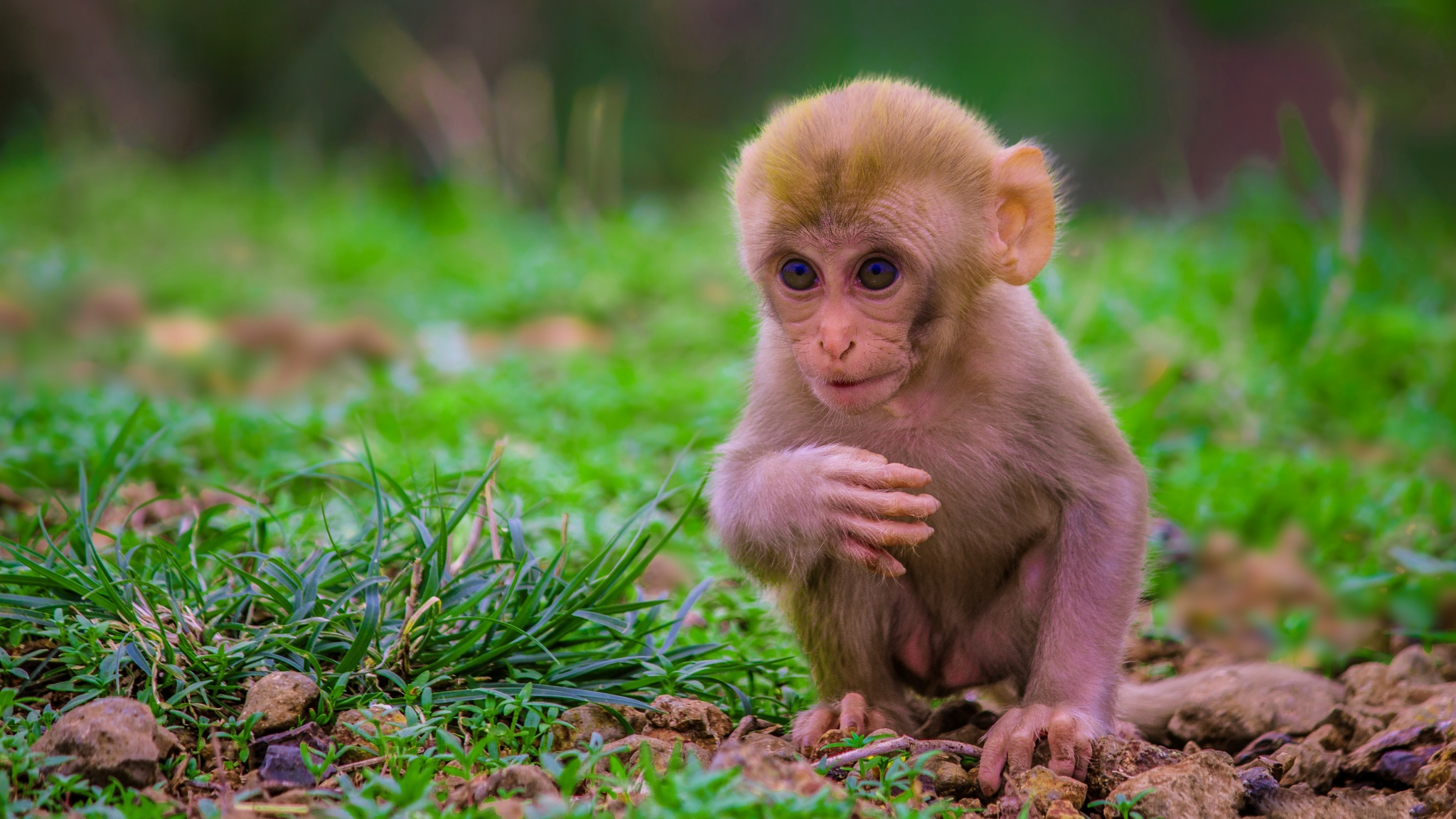 Download mobile wallpaper Monkeys, Monkey, Animal for free.