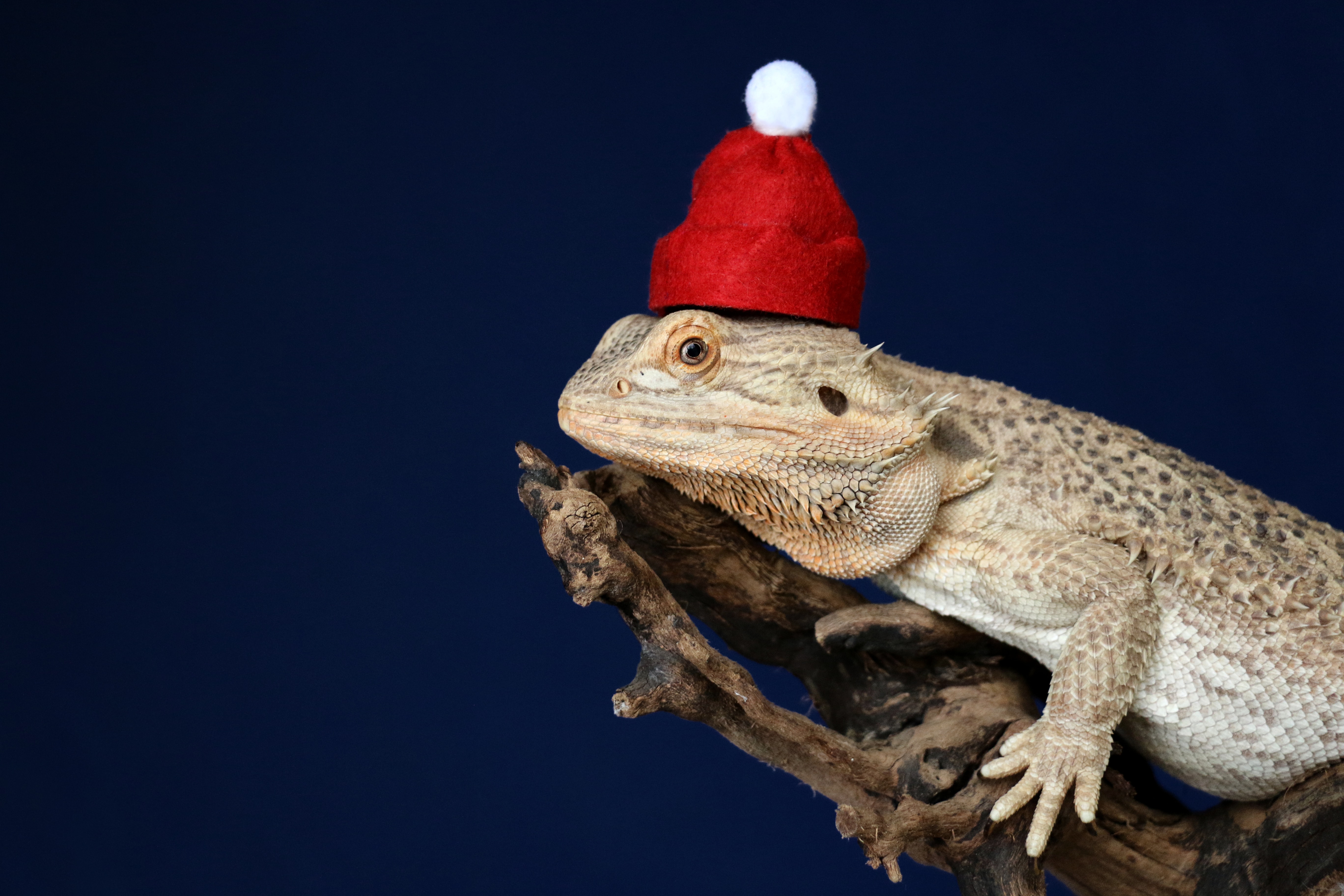 144196 скачать картинку рождество, новый год, забавный, животные, ящерица, рептилия, хамелеон, шапка - обои и заставки бесплатно