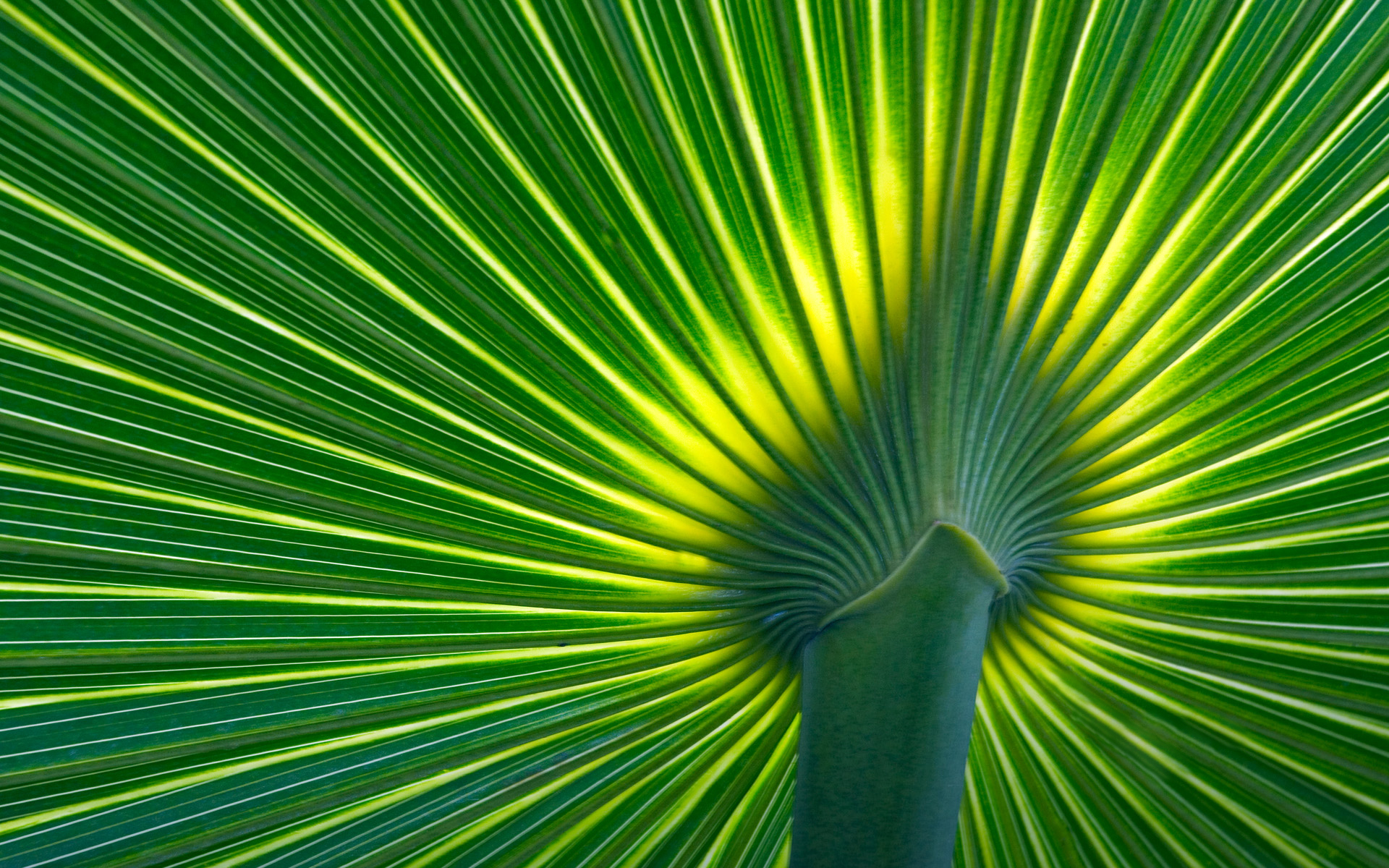 Free download wallpaper Plant, Macro, Close Up, Leaf, Earth, Palm Tree on your PC desktop