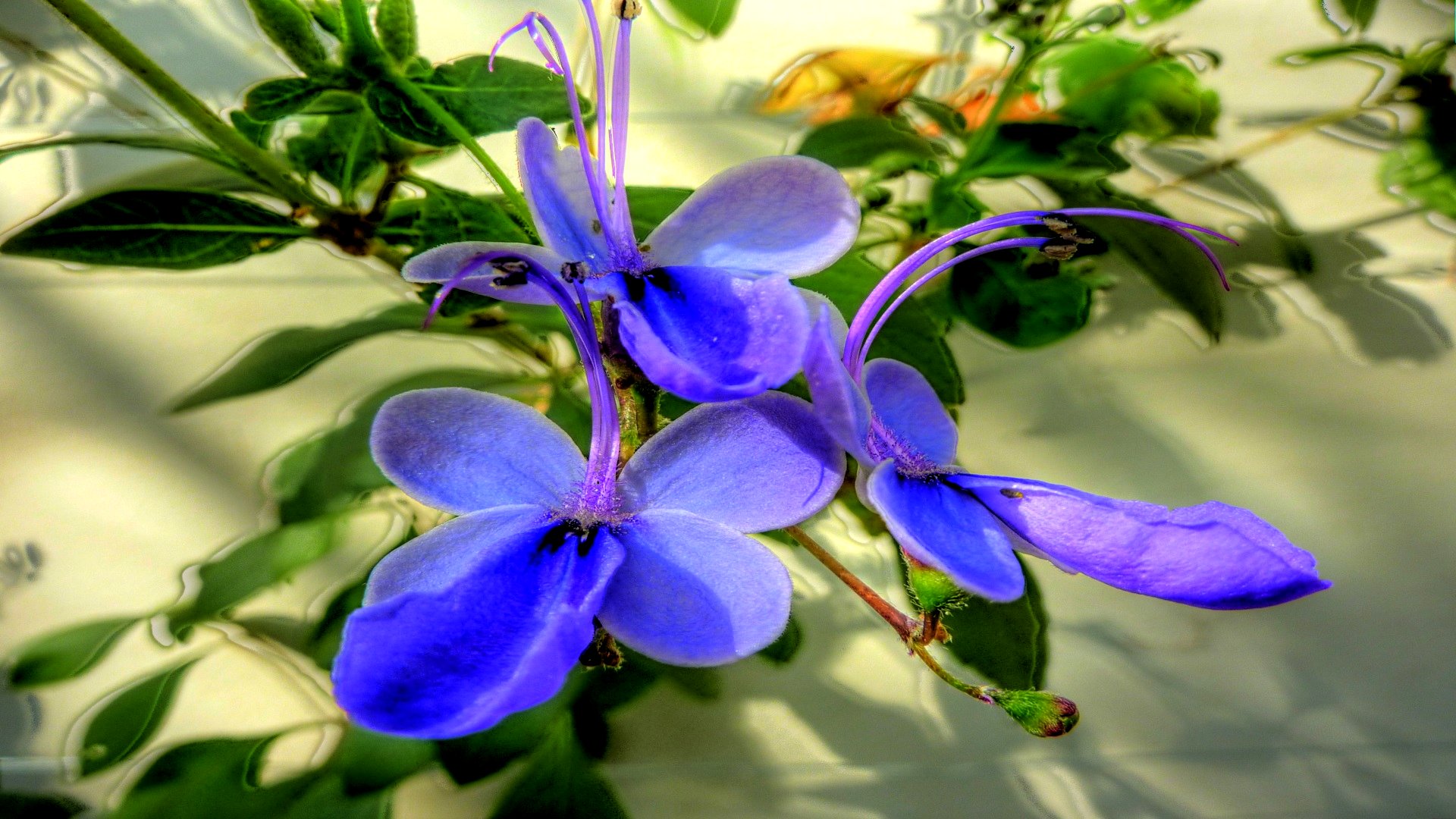 Baixe gratuitamente a imagem Flores, Flor, Terra/natureza na área de trabalho do seu PC