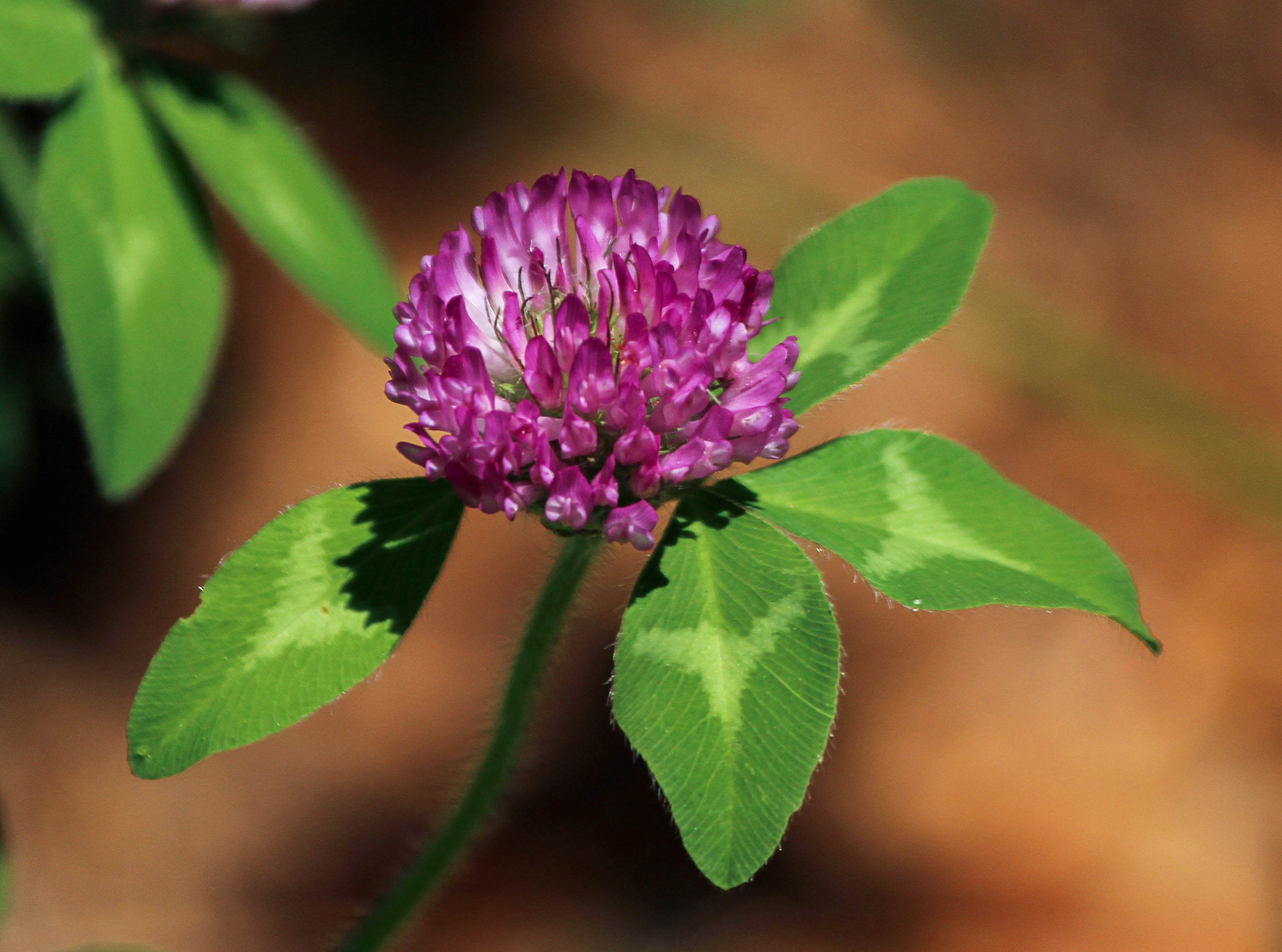 Descarga gratuita de fondo de pantalla para móvil de Flores, Flor, De Cerca, Flor Purpura, Tierra/naturaleza.