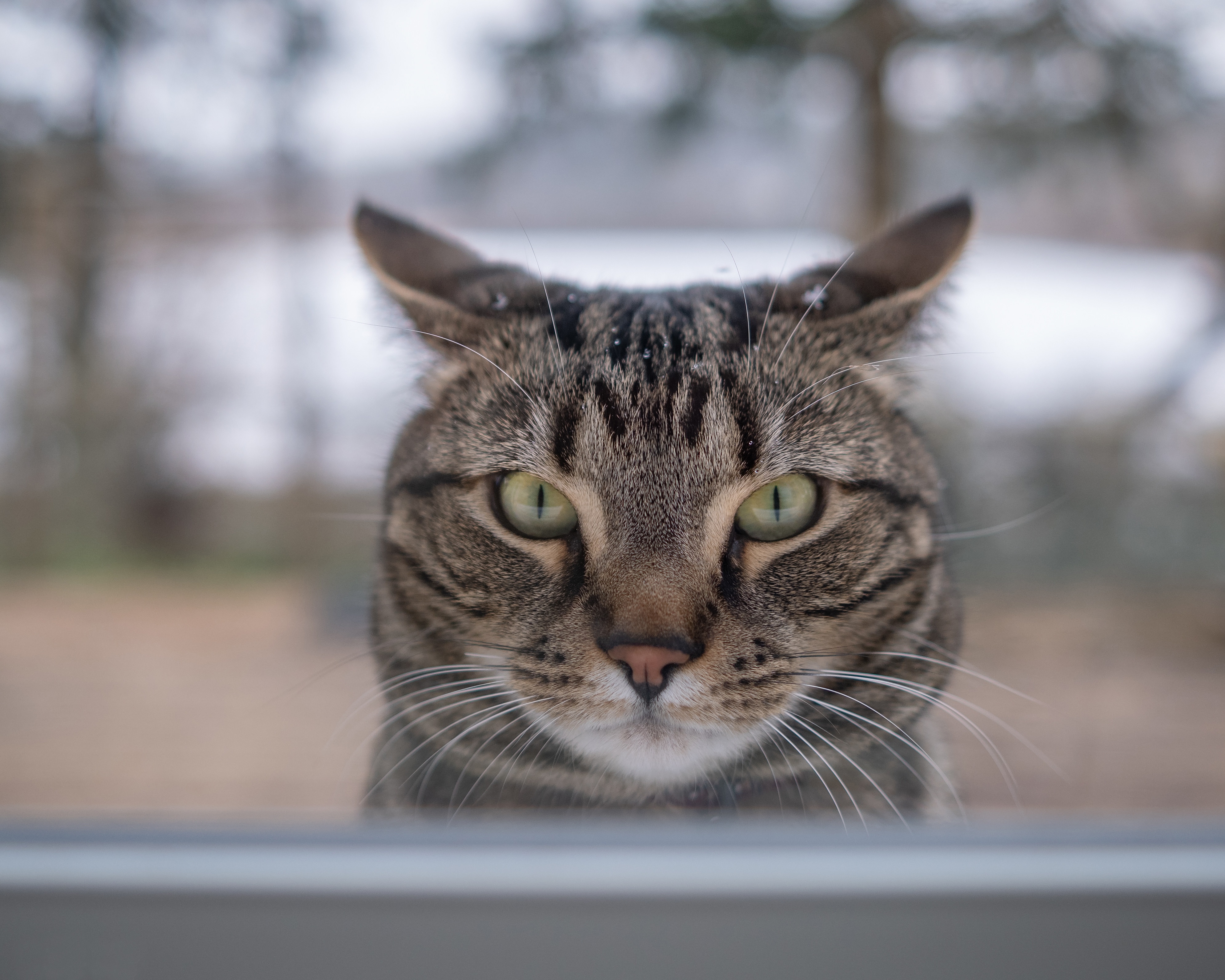 Laden Sie das Tiere, Katzen, Katze, Starren-Bild kostenlos auf Ihren PC-Desktop herunter