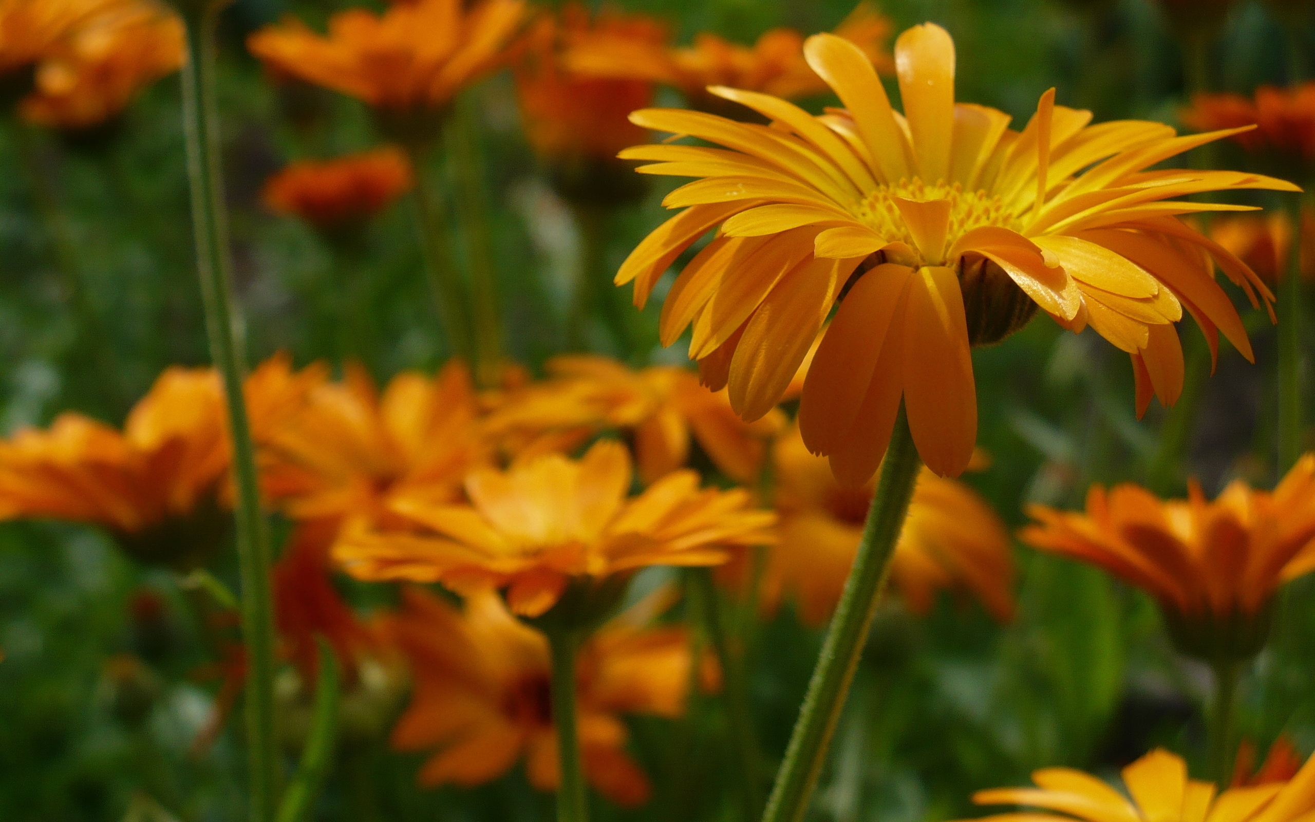 Téléchargez gratuitement l'image Fleurs, Fleur, Terre/nature sur le bureau de votre PC