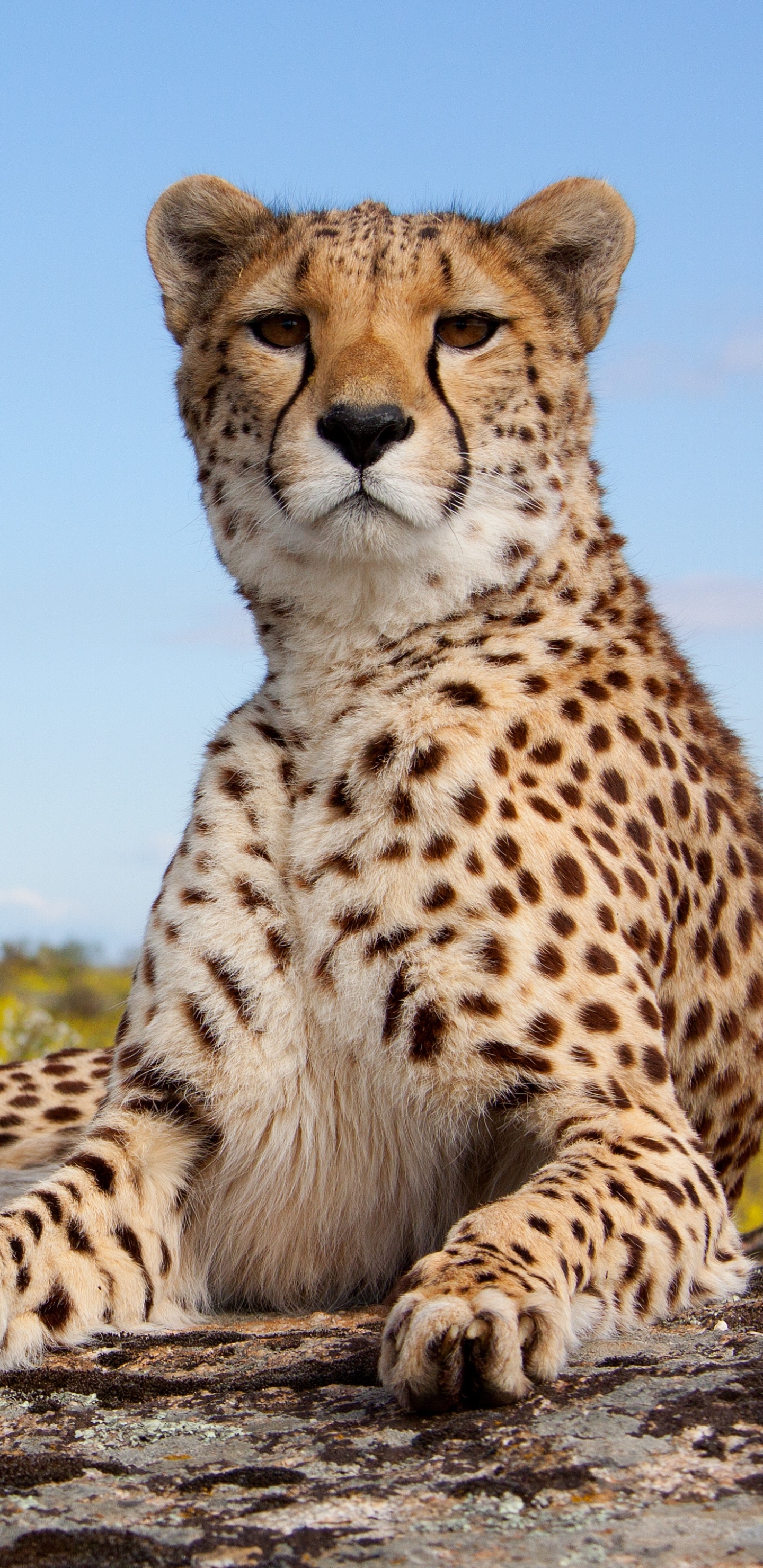 Laden Sie das Gepard, Katzen, Tiere-Bild kostenlos auf Ihren PC-Desktop herunter