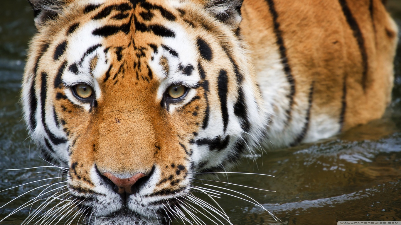 Free download wallpaper Tiger, Animal on your PC desktop