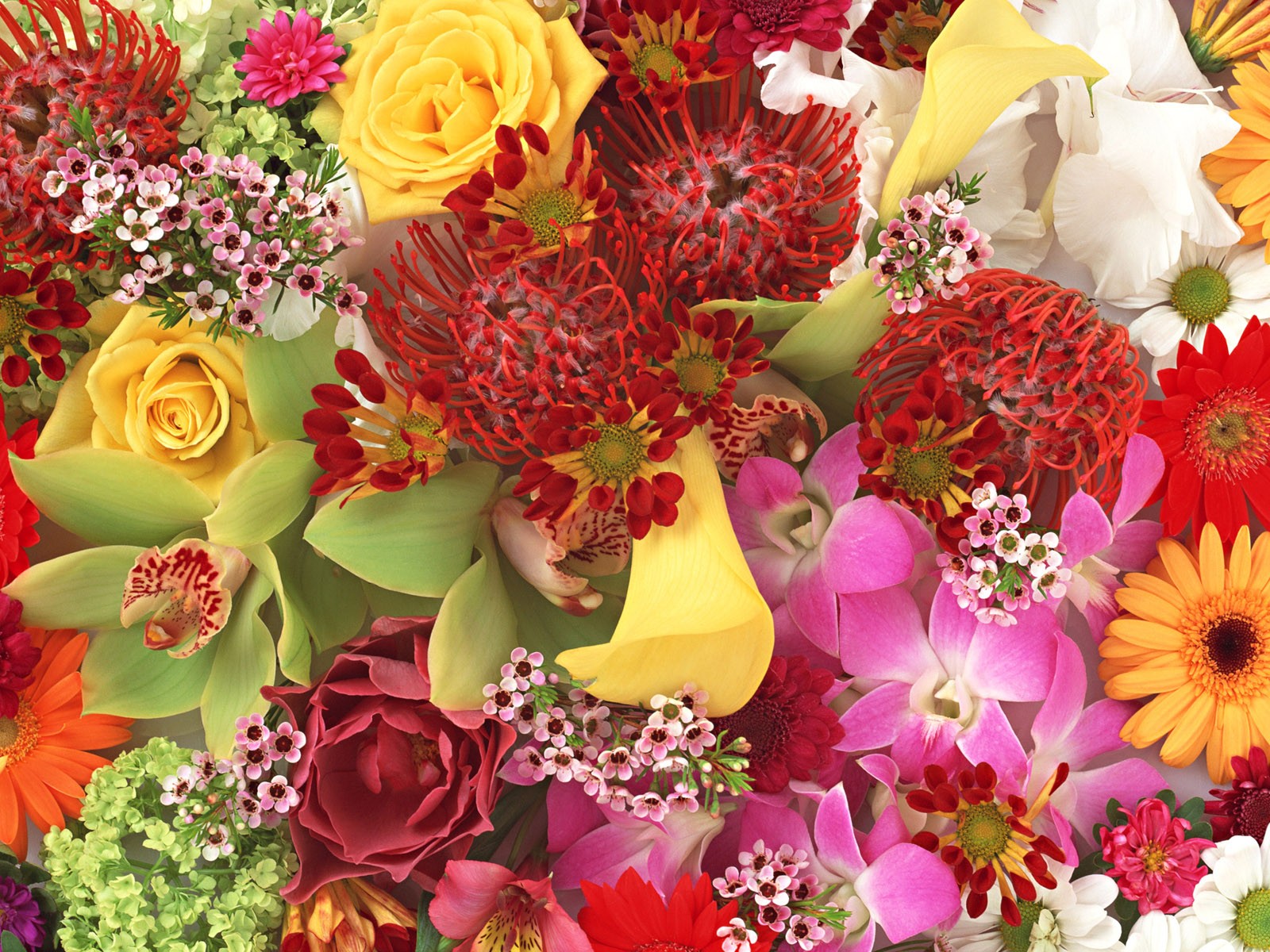 Download mobile wallpaper Flowers, Flower, Earth, Colors, Colorful for free.