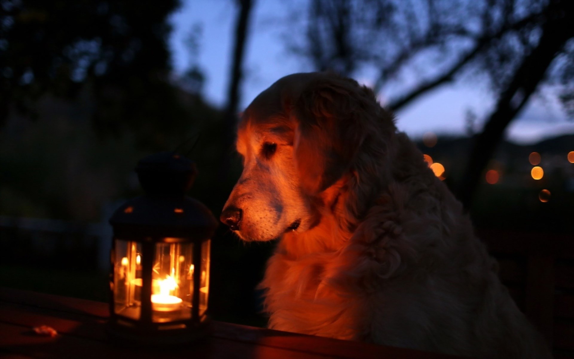 Handy-Wallpaper Hunde, Hund, Tiere kostenlos herunterladen.