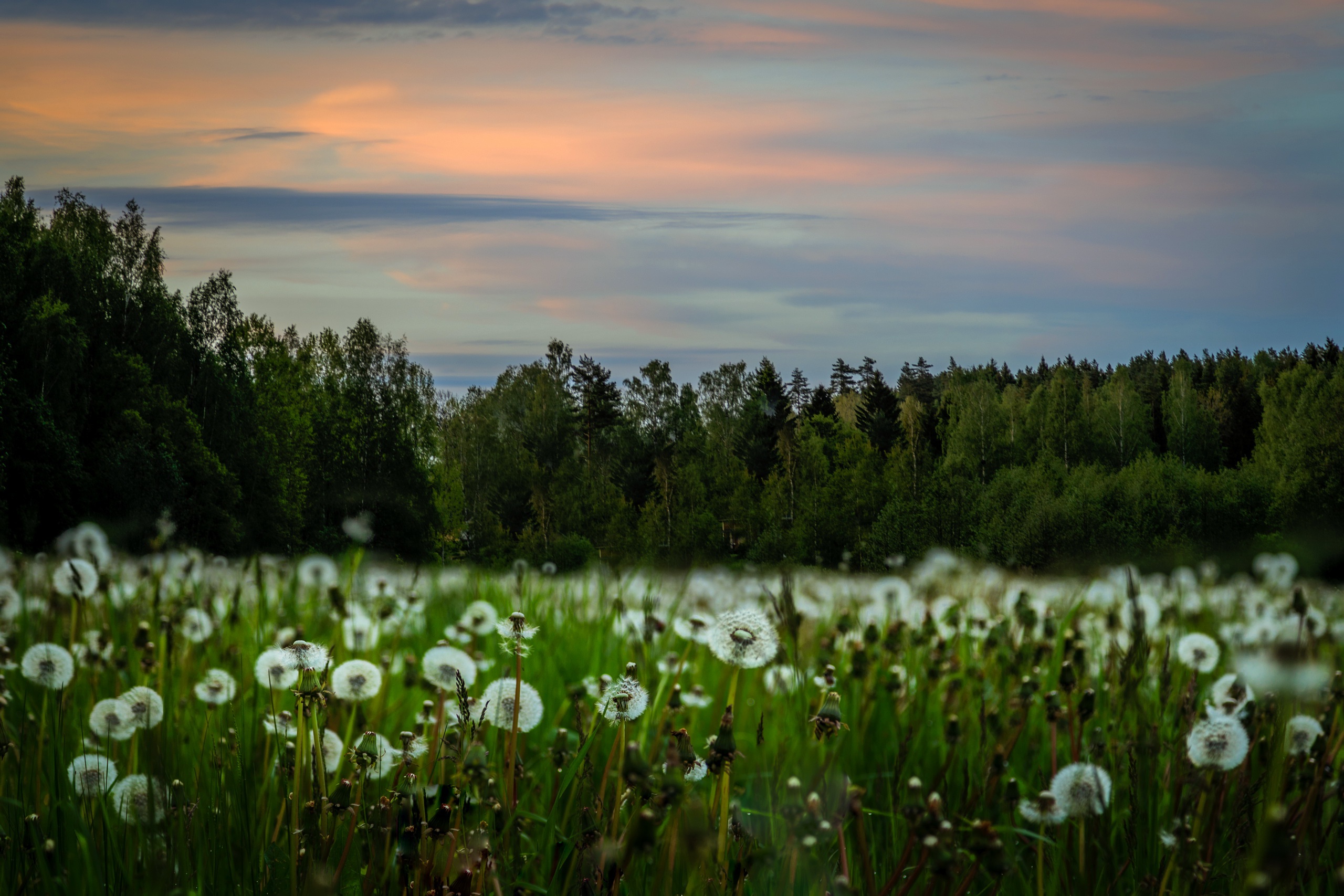 Download mobile wallpaper Nature, Summer, Earth, Field, Dandelion for free.