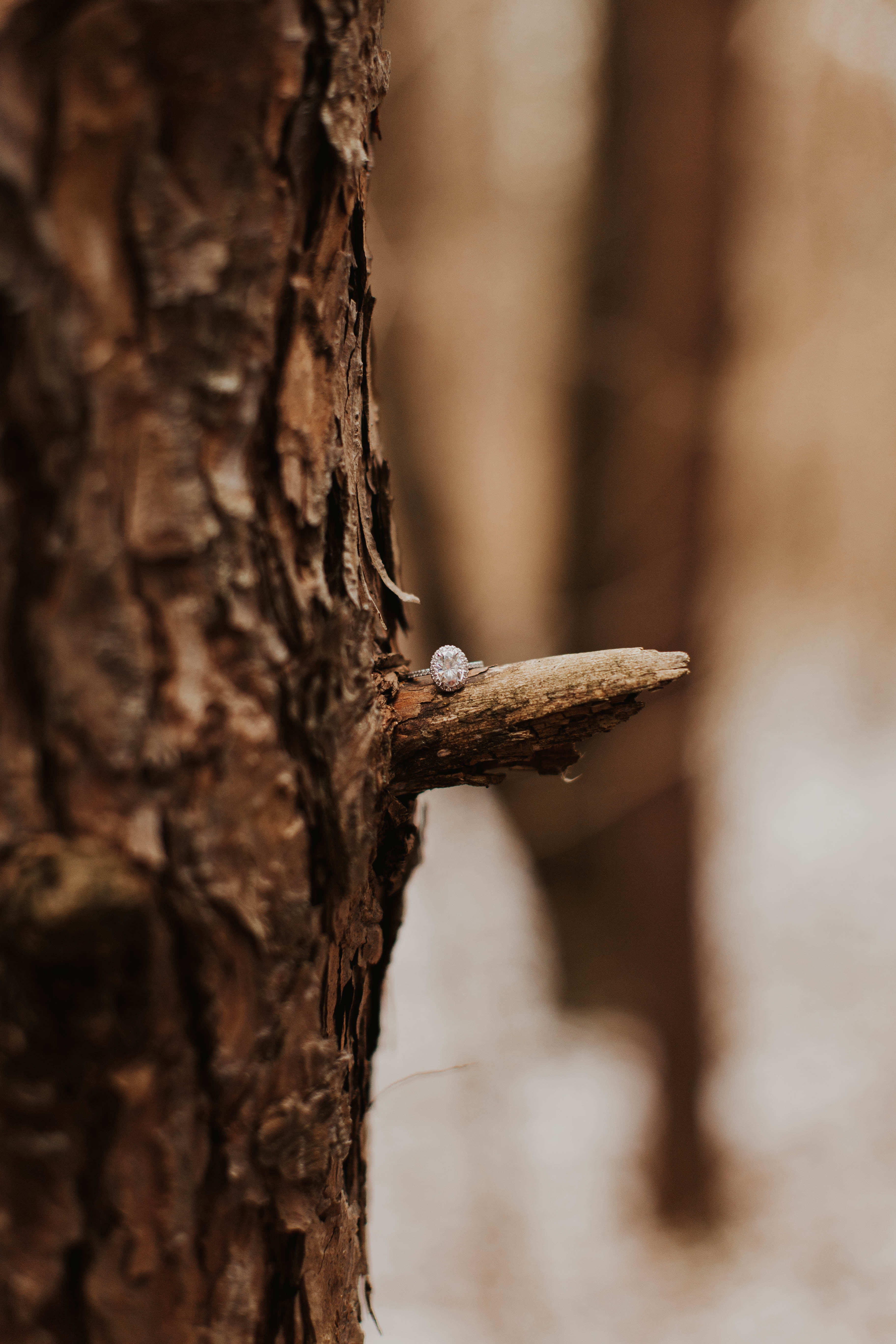 Download mobile wallpaper Miscellaneous, Wood, Tree, Ring, Bark, Miscellanea, Smooth, Blur for free.