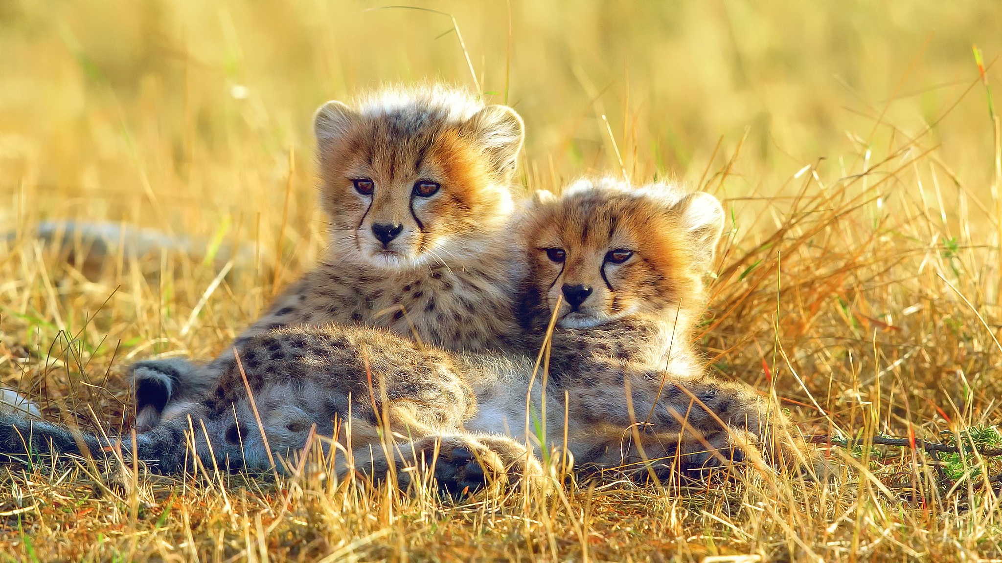 cub, cheetah, animal, baby animal, grass, cats
