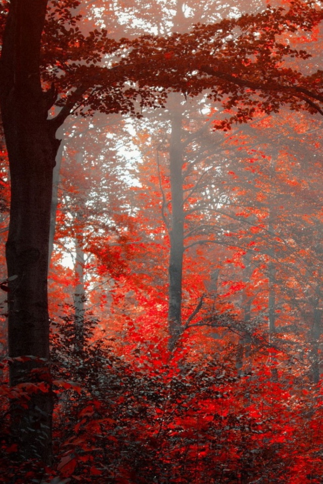 Descarga gratuita de fondo de pantalla para móvil de Naturaleza, Bosque, Tierra, Tierra/naturaleza.