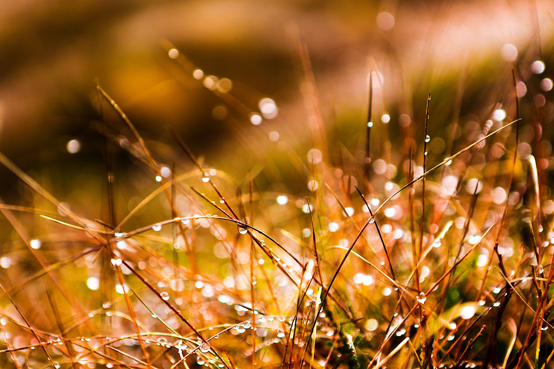 Laden Sie das Makro, Gras, Erde/natur-Bild kostenlos auf Ihren PC-Desktop herunter