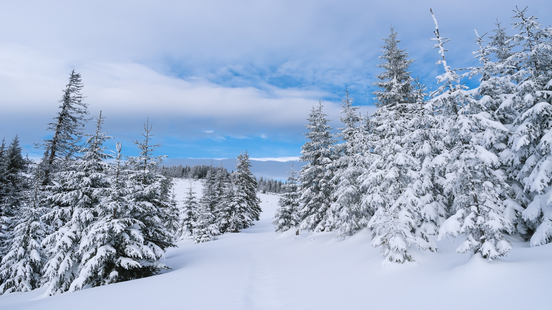 earth, winter, forest, pine, snow