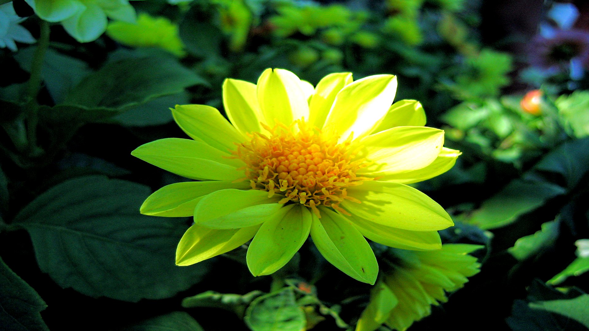 Descarga gratuita de fondo de pantalla para móvil de Flores, Flor, Tierra/naturaleza.