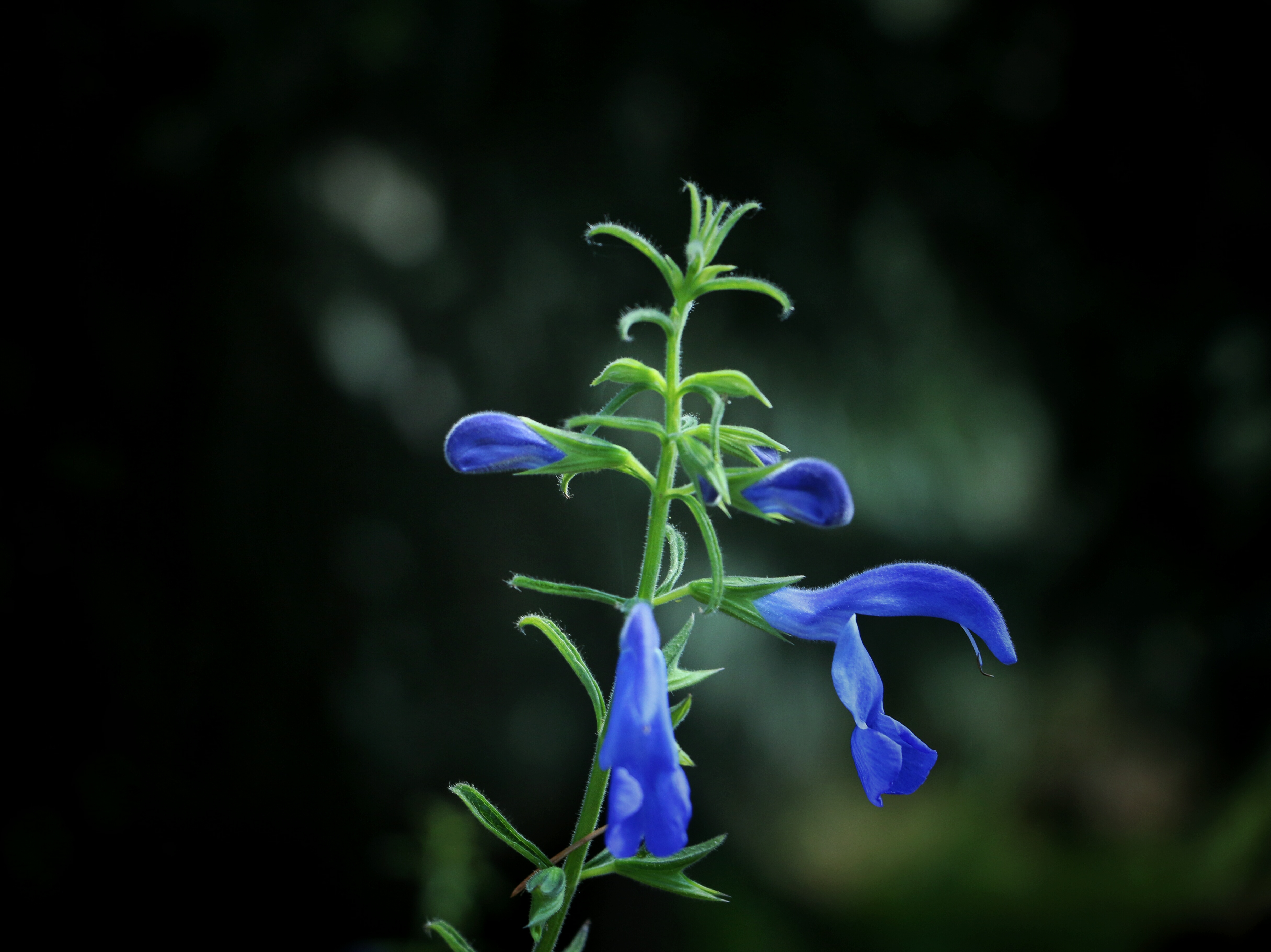 flowers, blue, flower, dark background, buds
