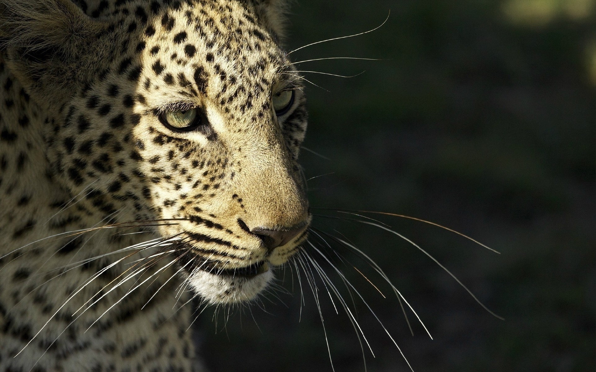 Baixar papel de parede para celular de Leopardo, Gatos, Animais gratuito.