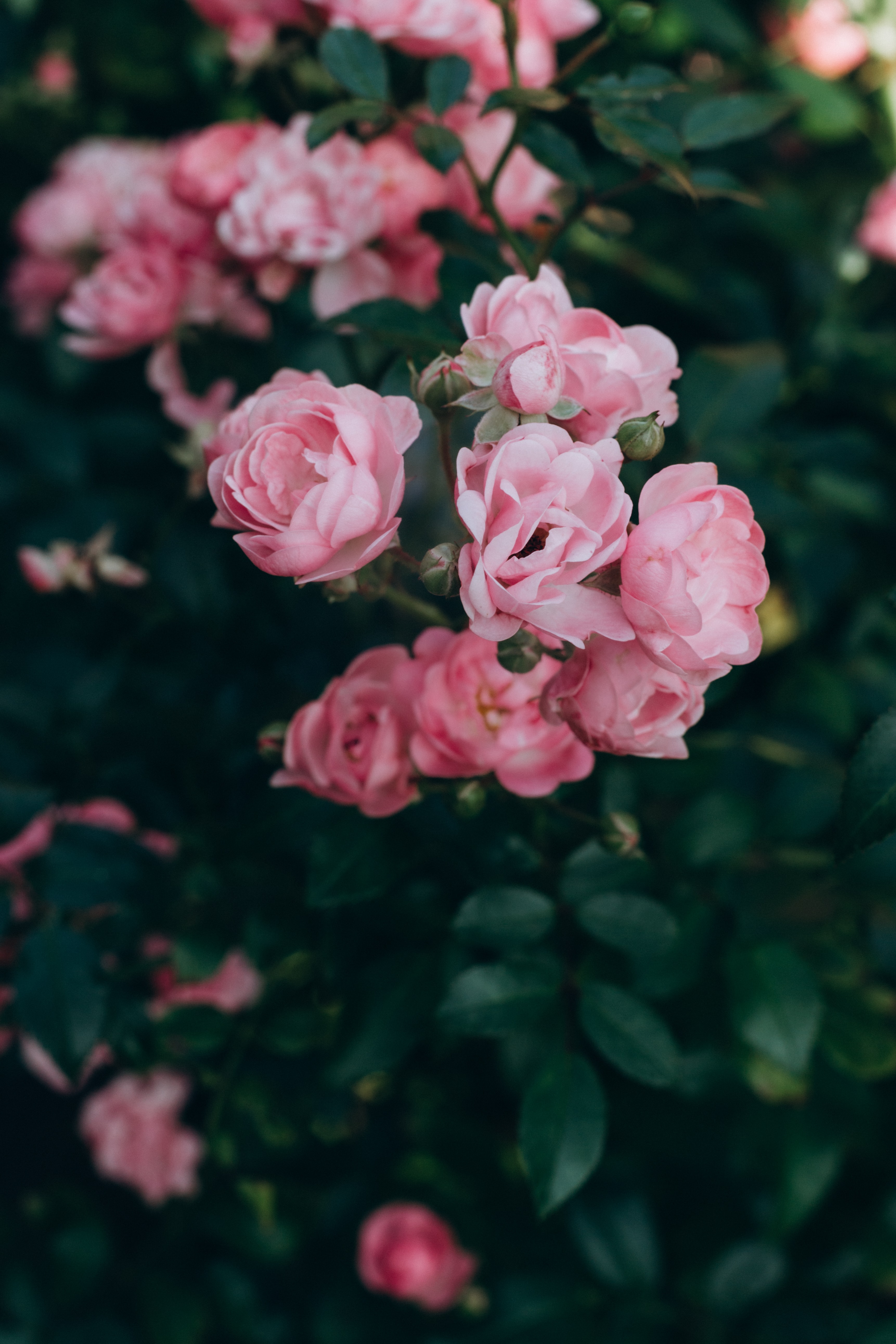無料モバイル壁紙バラの花, ブッシュ, 花びら, 薔薇, フラワーズ, ピンクをダウンロードします。