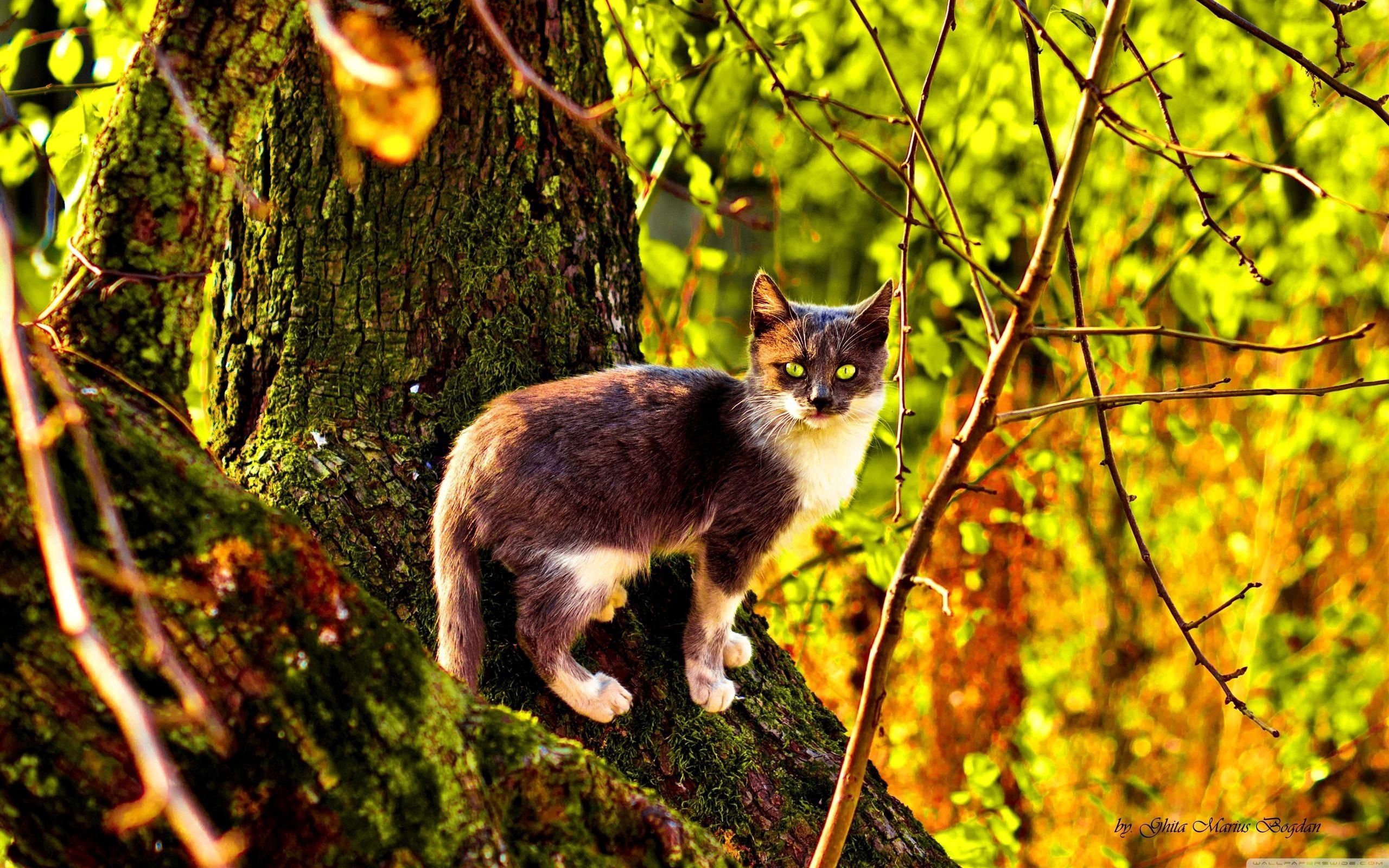 123304 descargar imagen otoño, animales, madera, gato, árbol, color, escalada, ascensión: fondos de pantalla y protectores de pantalla gratis