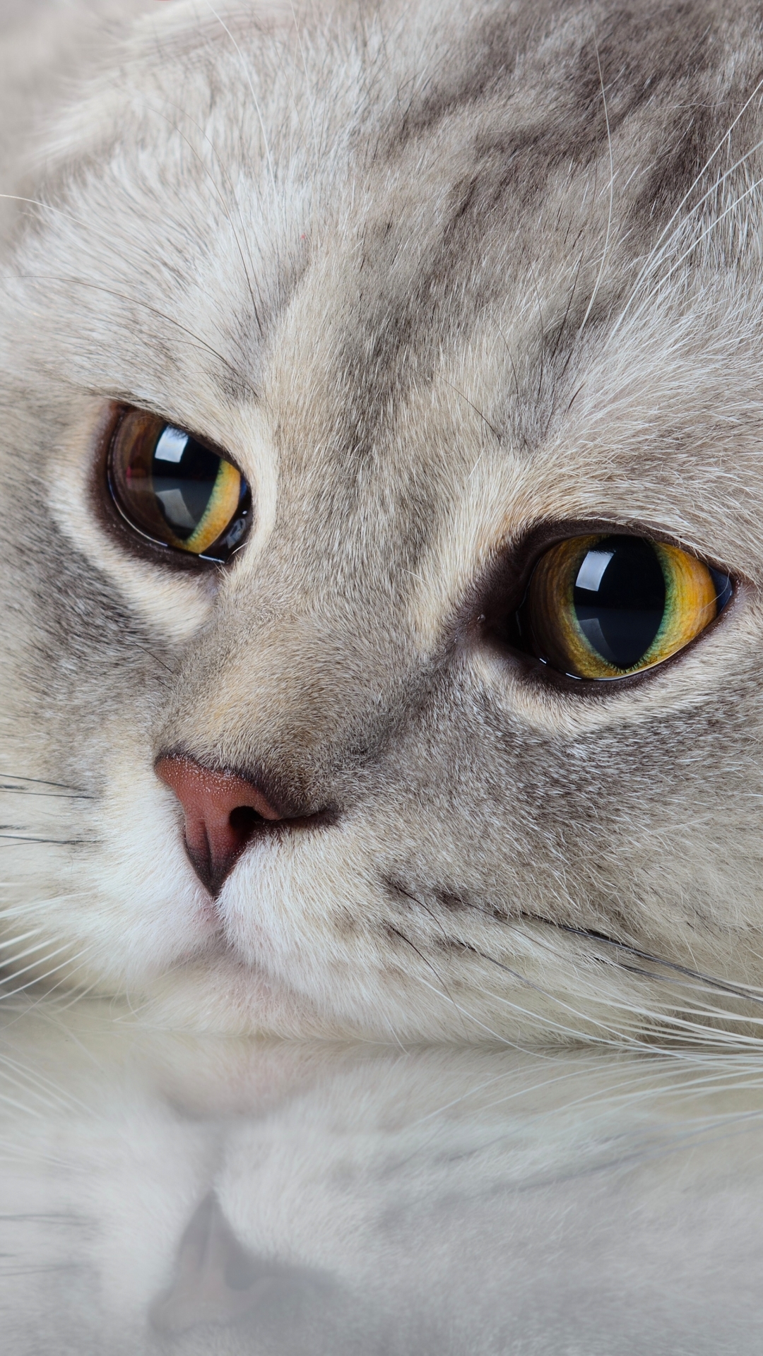 Download mobile wallpaper Cats, Cat, Muzzle, Close Up, Animal, Face for free.