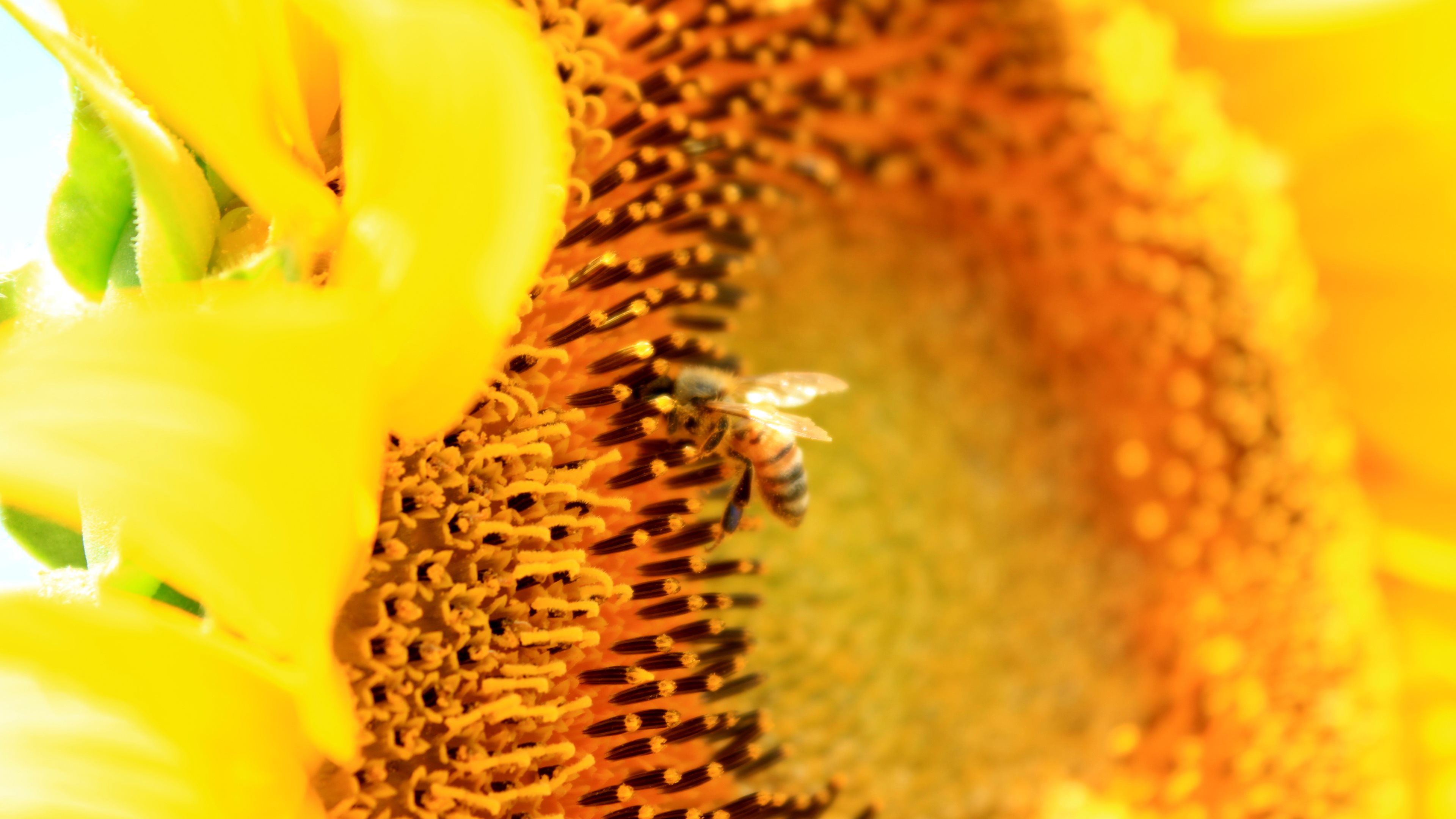 Laden Sie das Blumen, Blume, Erde/natur-Bild kostenlos auf Ihren PC-Desktop herunter