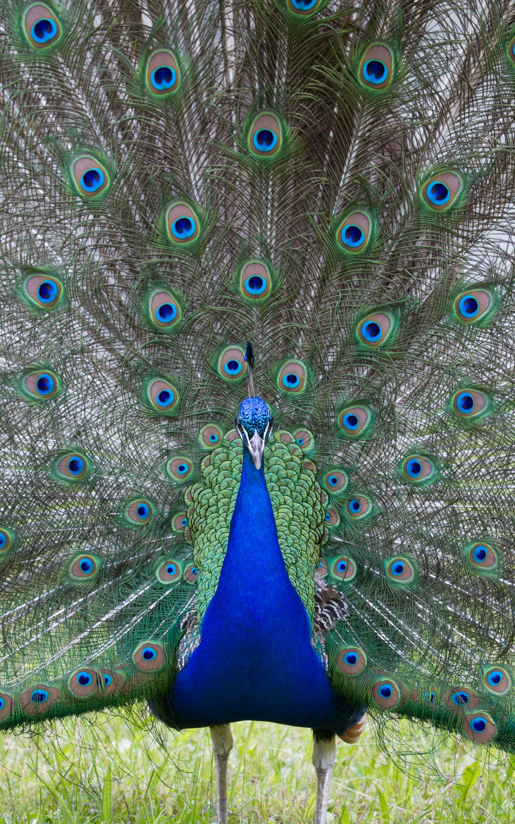 Download mobile wallpaper Birds, Bird, Animal, Peacock for free.