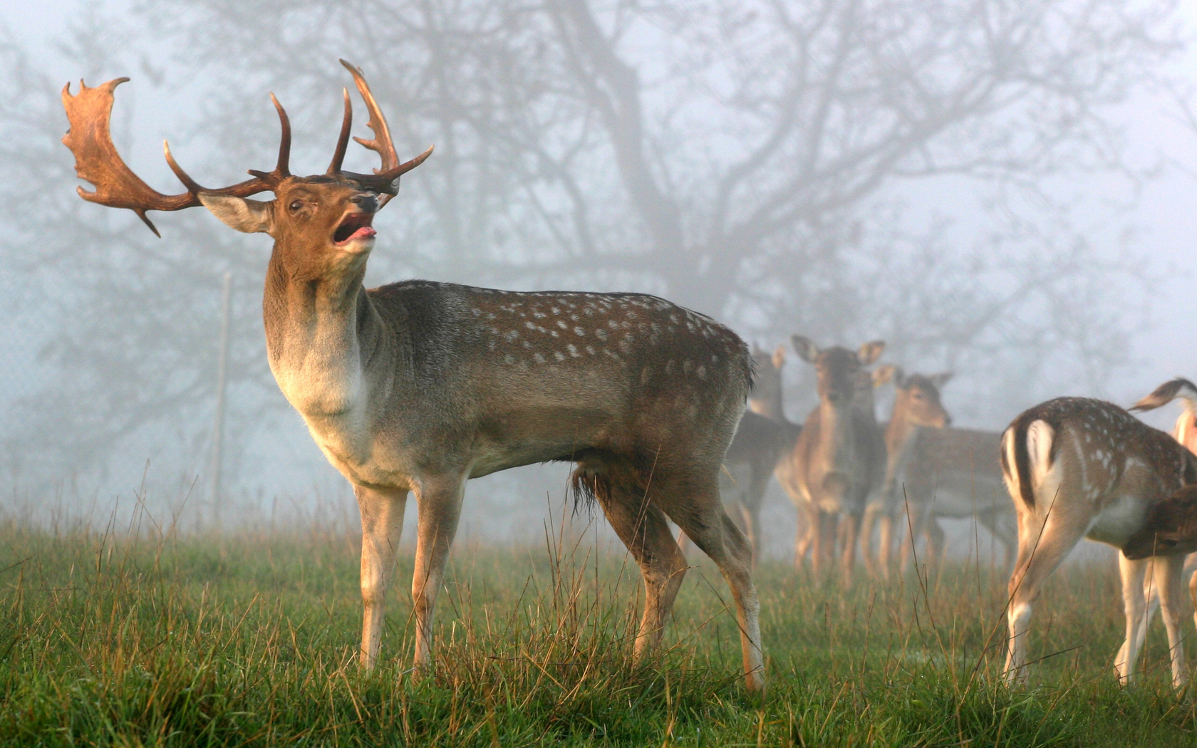 Laden Sie das Tiere, Hirsch-Bild kostenlos auf Ihren PC-Desktop herunter