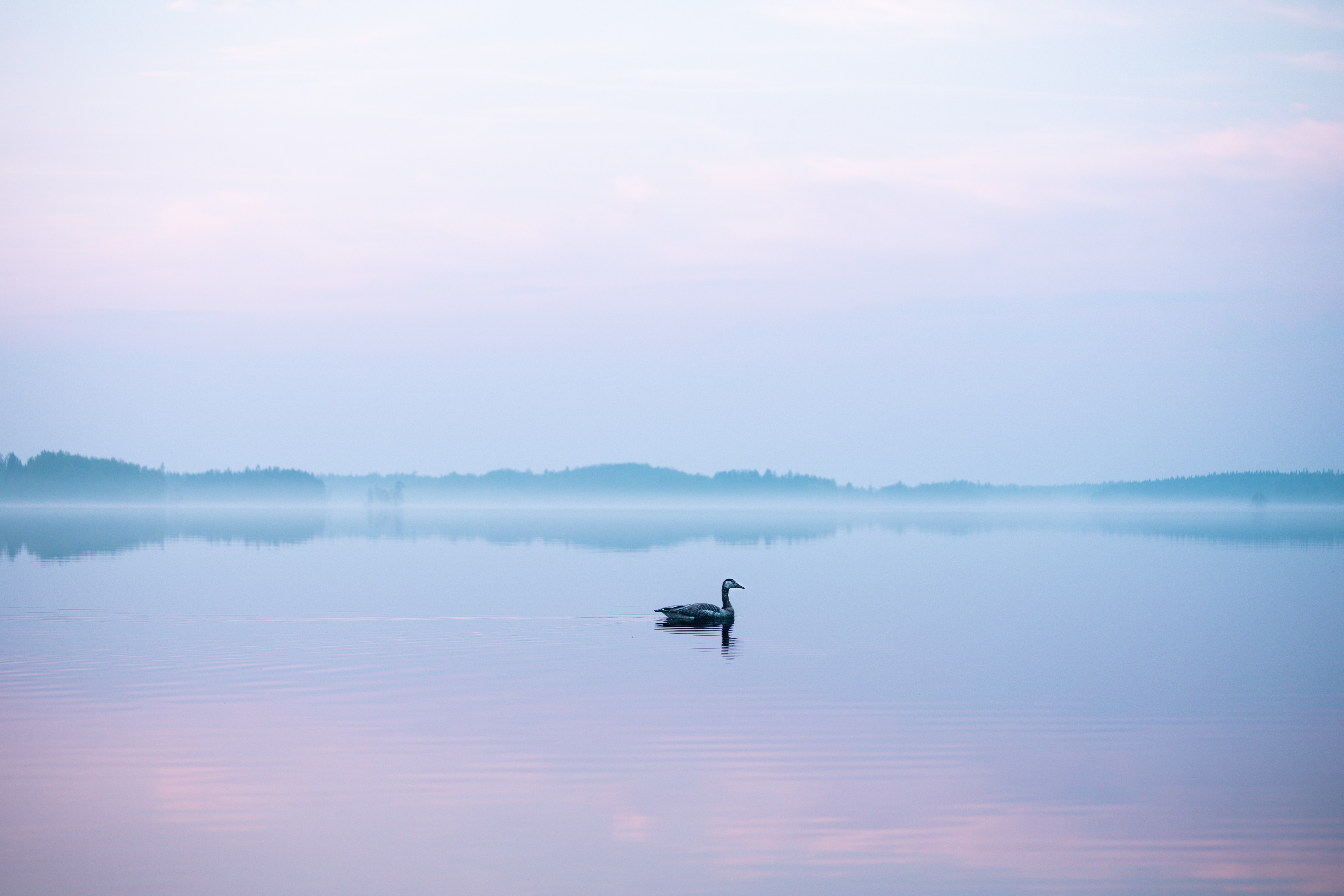 Download mobile wallpaper Fog, Swan, Animals, Lake, Bird for free.
