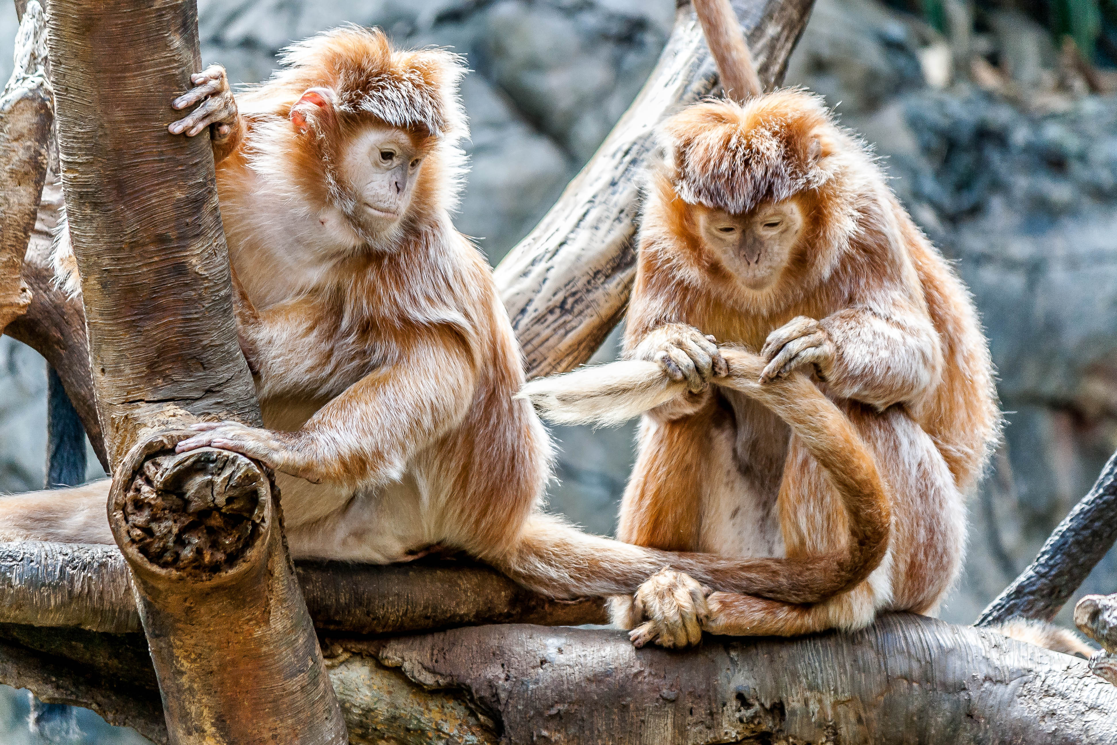 94755 Hintergrundbild herunterladen monkeys, tiere, paar, pflege - Bildschirmschoner und Bilder kostenlos