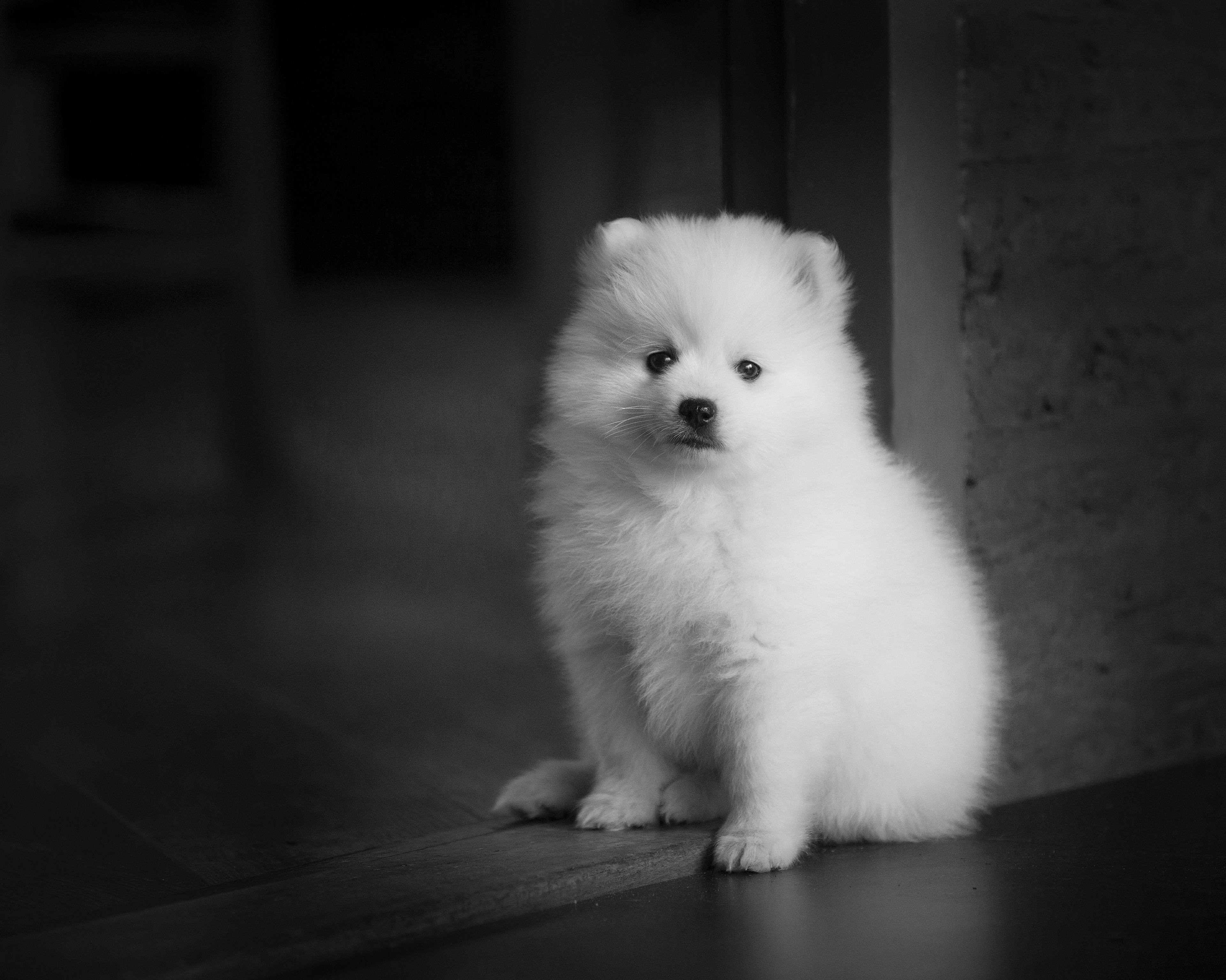 Download mobile wallpaper Dogs, Dog, Animal, Puppy, Spitz, Black & White for free.