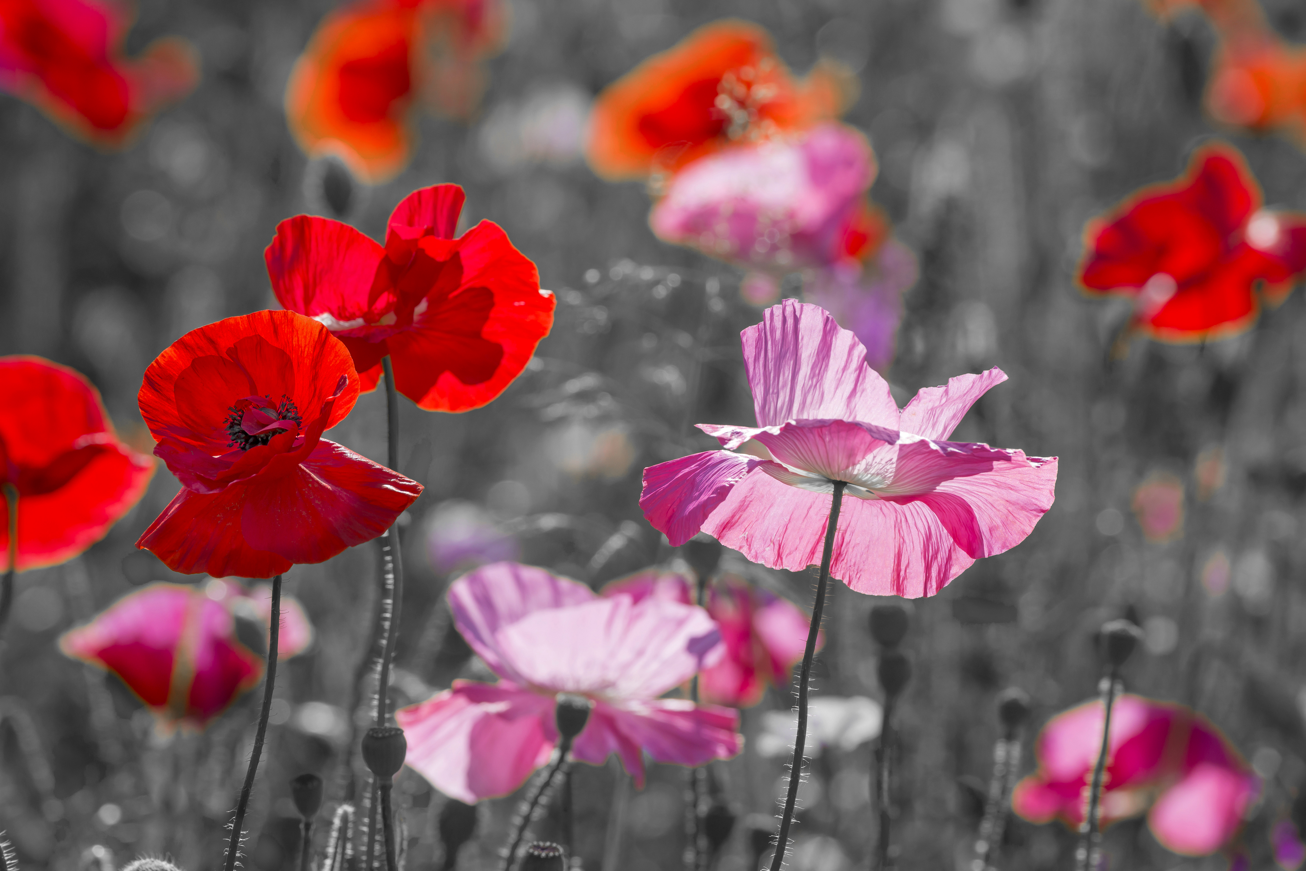 Laden Sie das Natur, Blumen, Mohn, Blume, Rote Blume, Erde/natur, Pinke Blume-Bild kostenlos auf Ihren PC-Desktop herunter