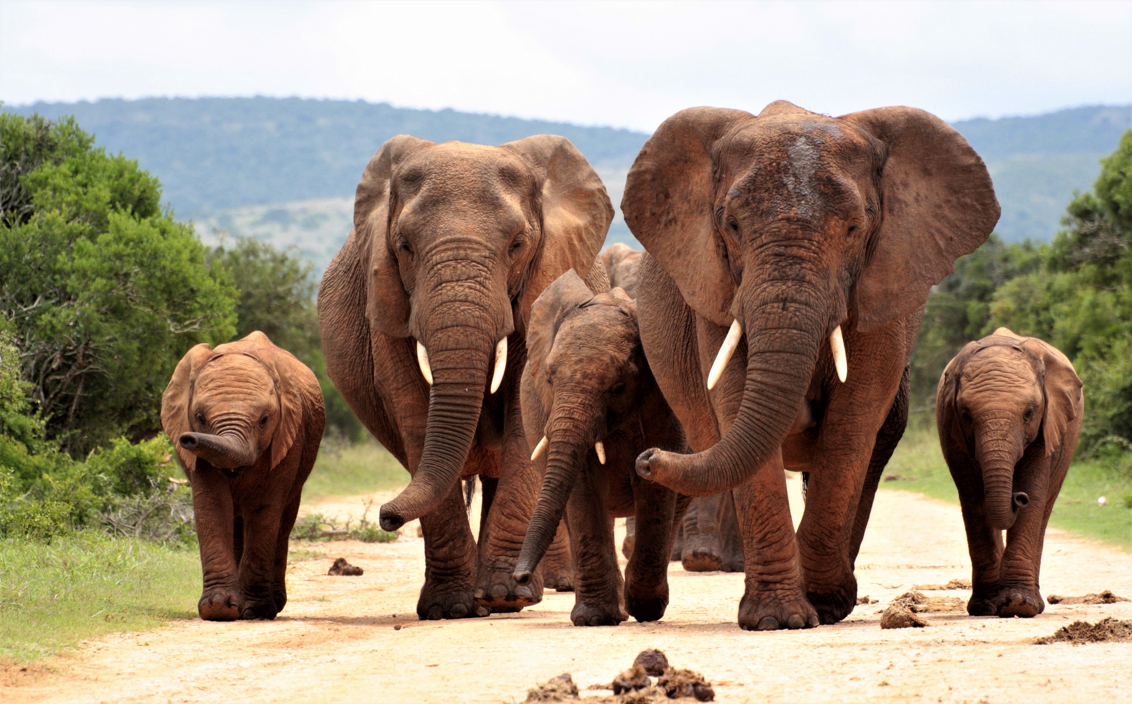 Handy-Wallpaper Afrikanischer Elefant, Elefanten, Tierbaby, Tiere kostenlos herunterladen.