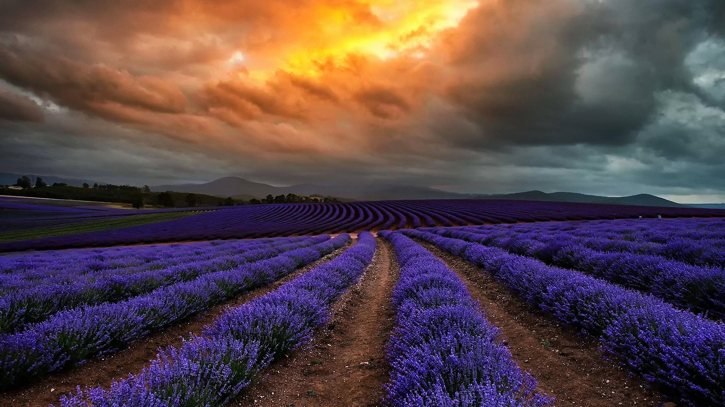 Download mobile wallpaper Lavender, Flowers, Field, Earth, Cloud, Landscape for free.
