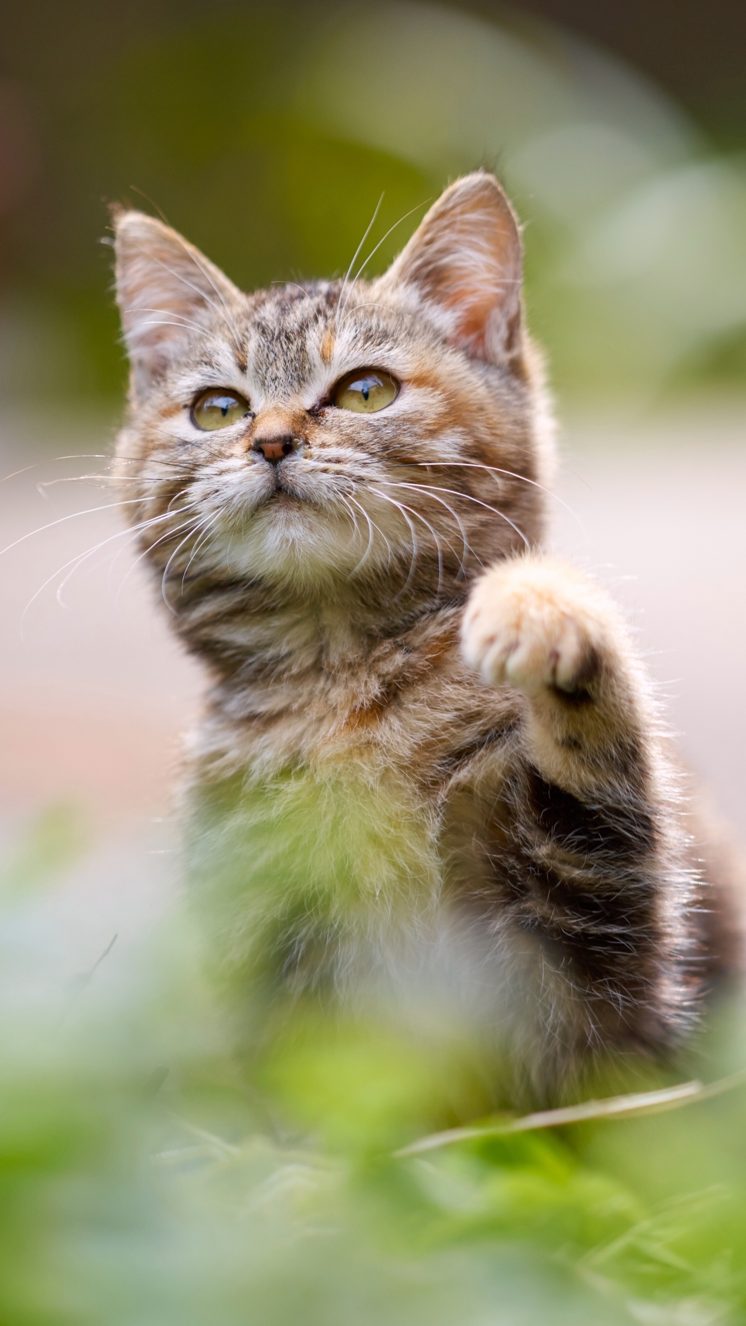 Скачати мобільні шпалери Кішка, Тварина, Коти, Боке безкоштовно.