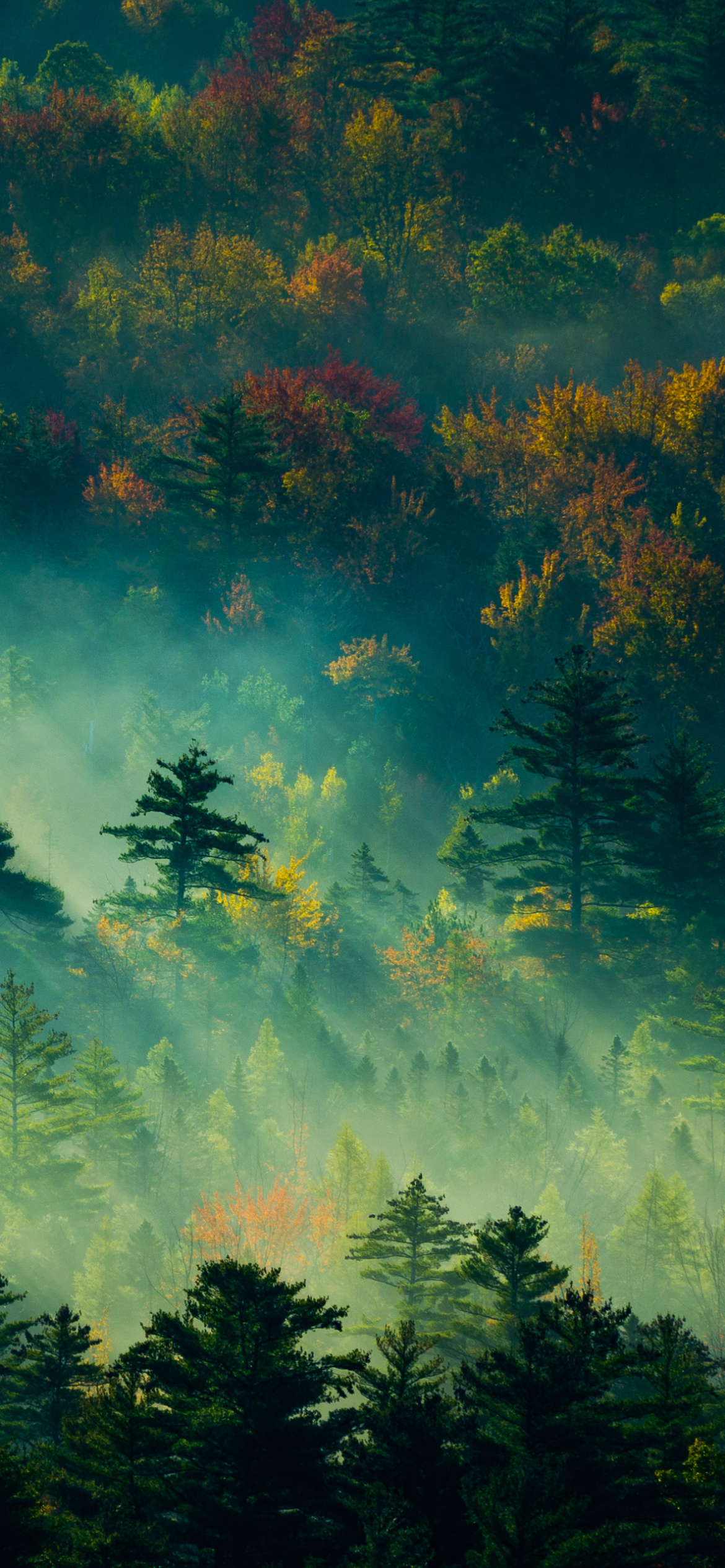 Téléchargez des papiers peints mobile Forêt, Brouillard, Lumière Du Soleil, Terre/nature gratuitement.