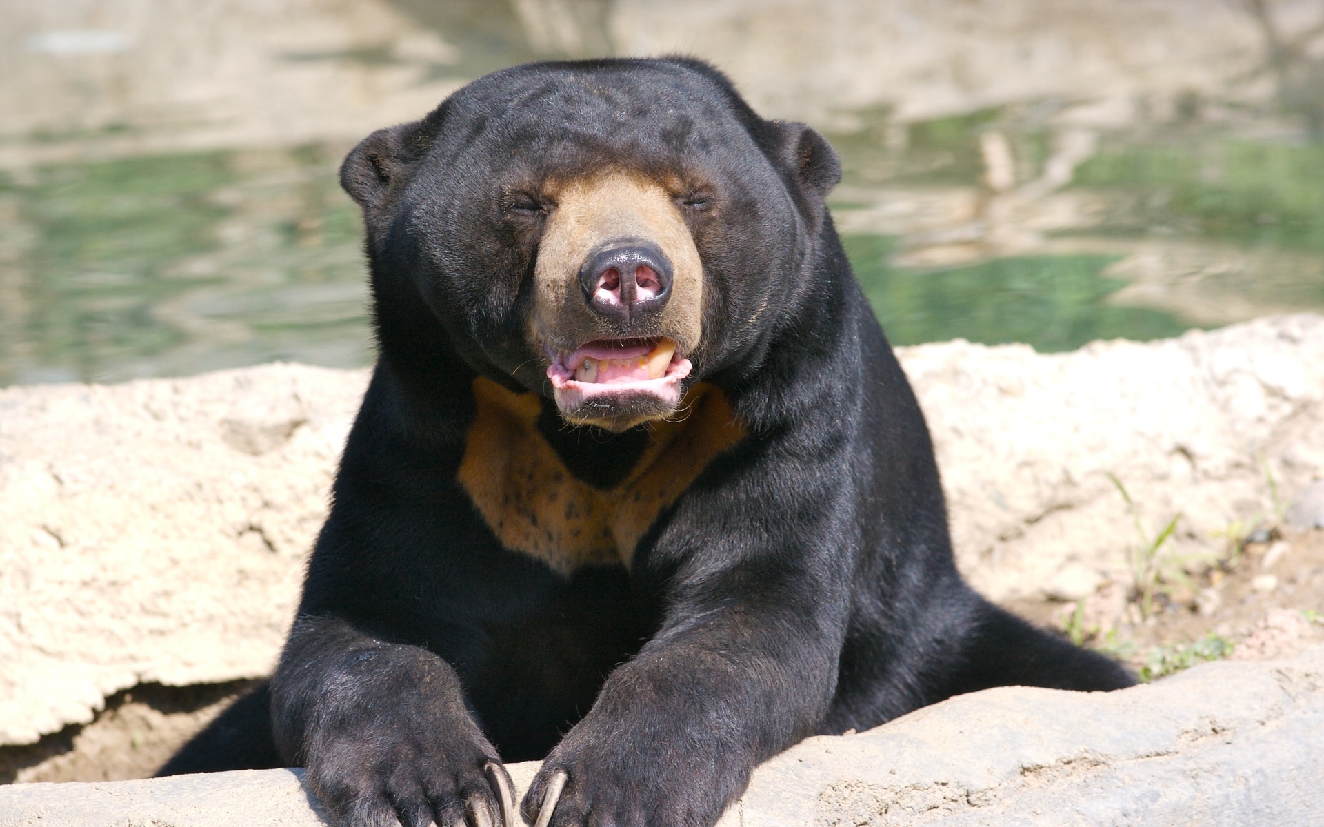 251250 descargar fondo de pantalla animales, oso del sol, osos: protectores de pantalla e imágenes gratis