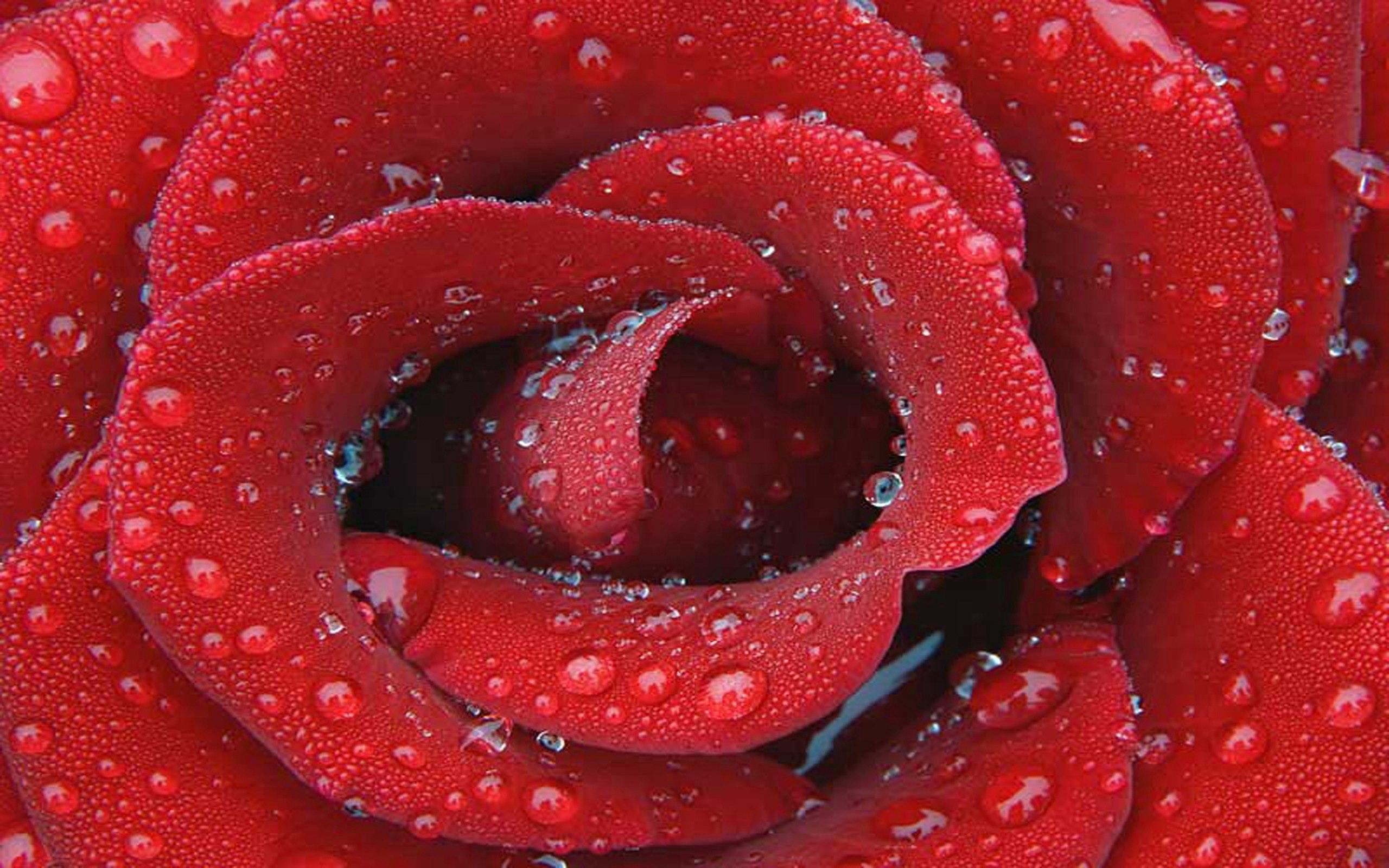 Free download wallpaper Macro, Rose, Rose Flower, Petals, Surface, Drops on your PC desktop