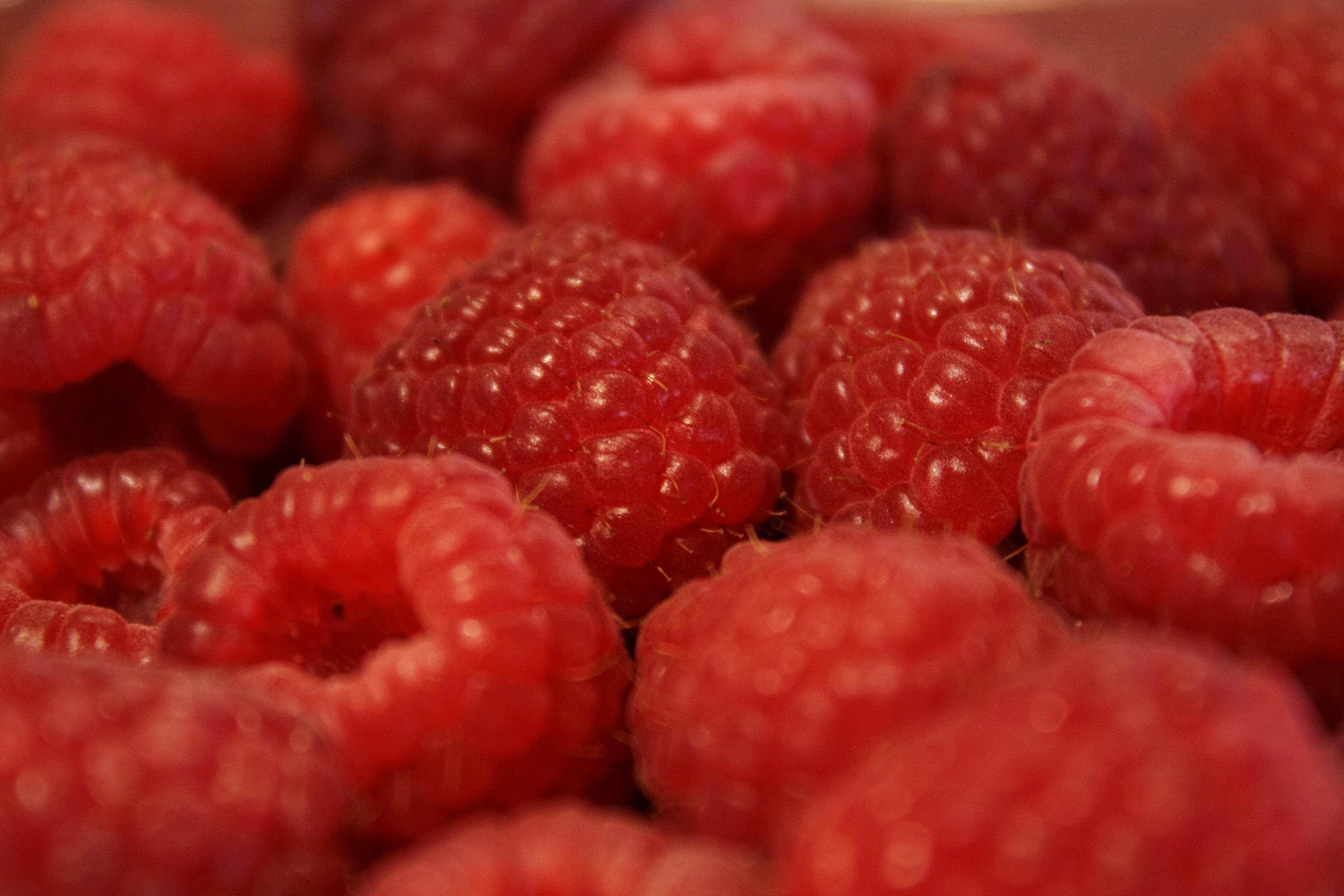 Free download wallpaper Food, Raspberry, Macro, Berry, Fruit on your PC desktop