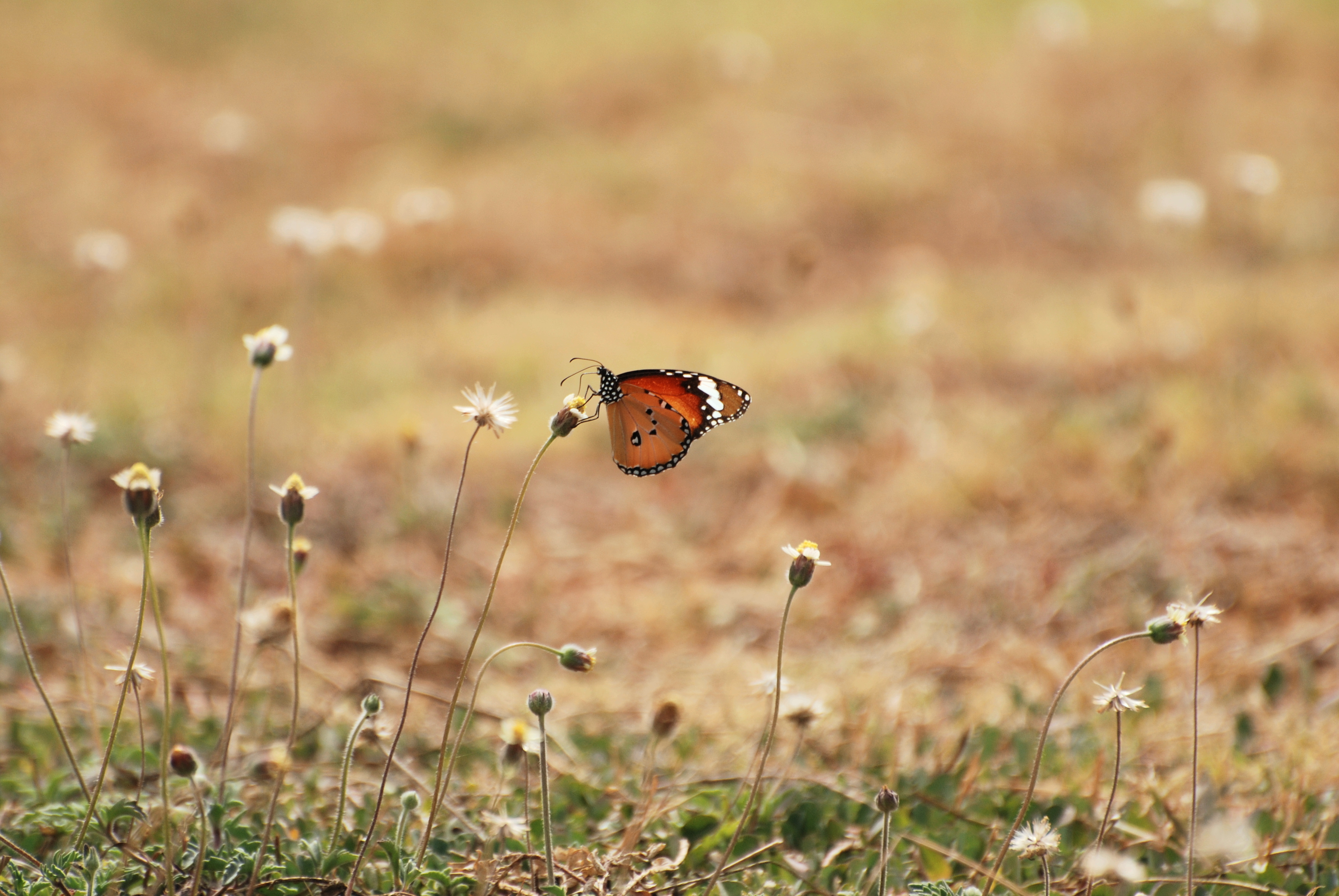 butterfly, animals, flowers, grass, macro, wings Free Stock Photo