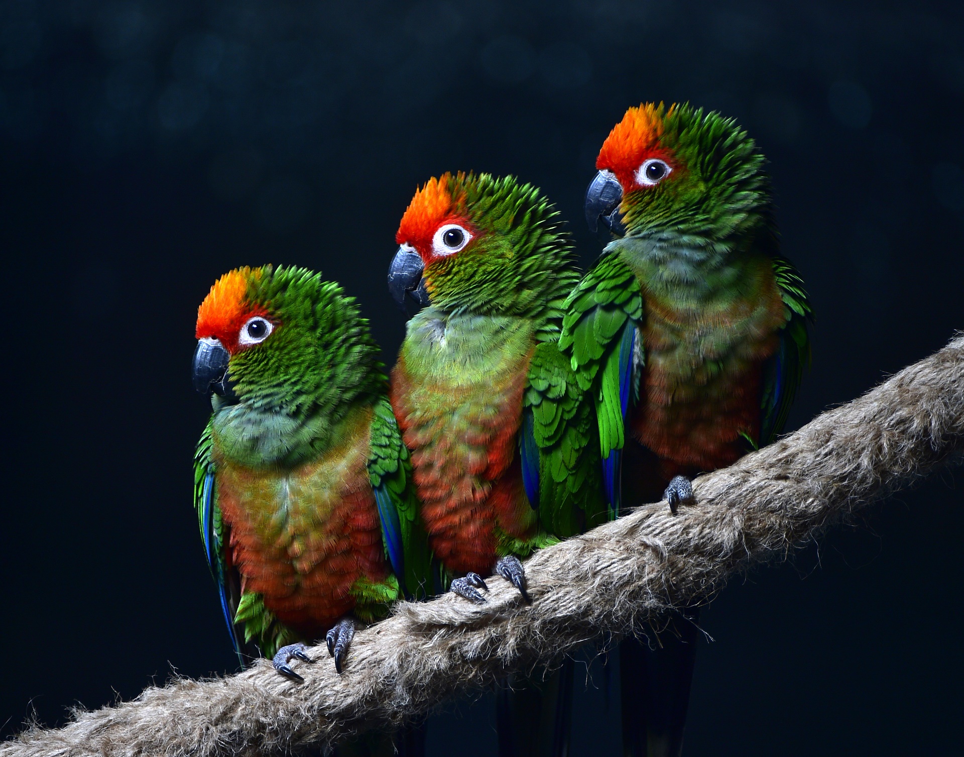 387470 descargar fondo de pantalla animales, loro, guacamayo, aves: protectores de pantalla e imágenes gratis
