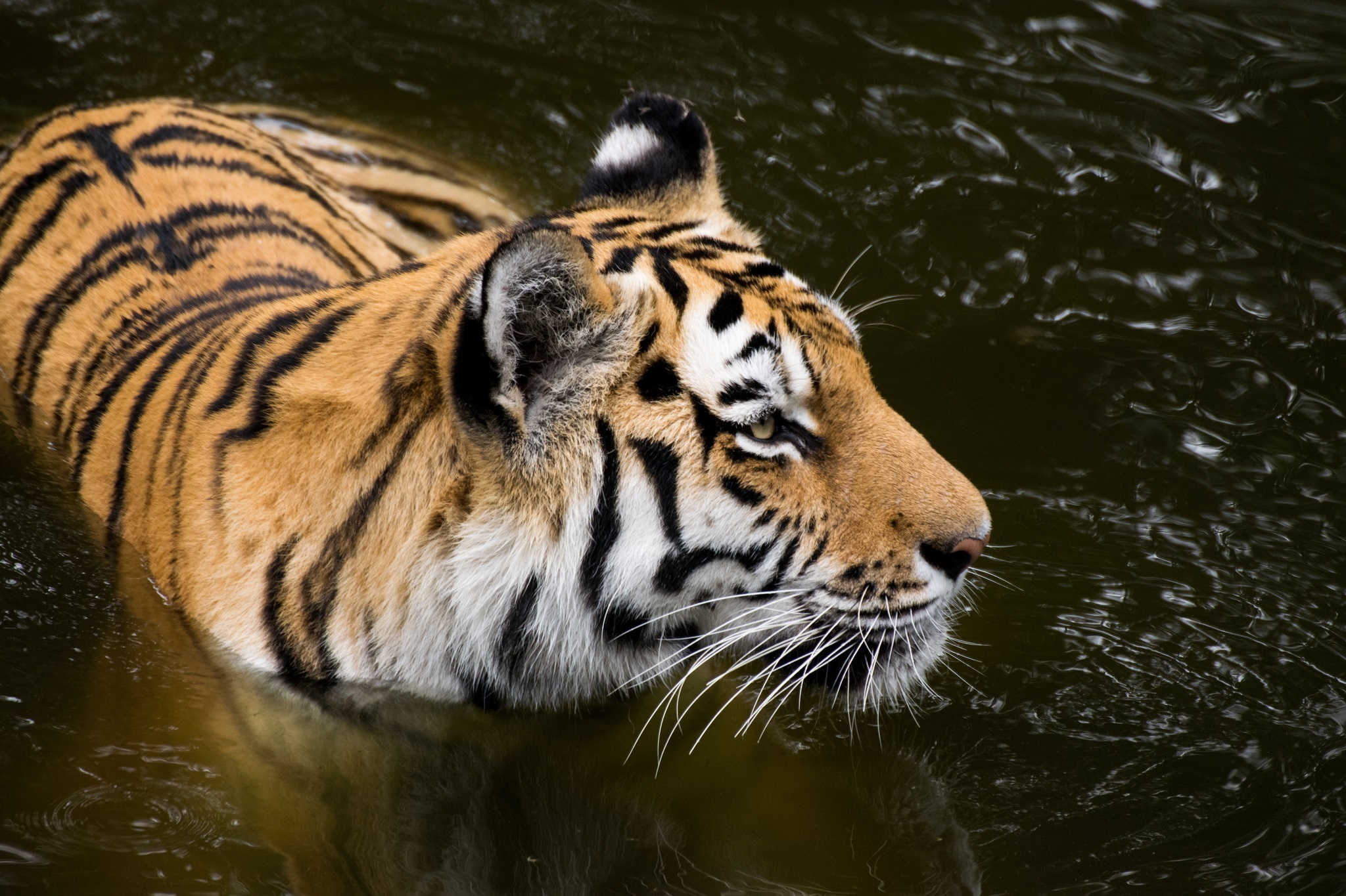 Handy-Wallpaper Tiere, Katzen, Wasser, Tiger kostenlos herunterladen.