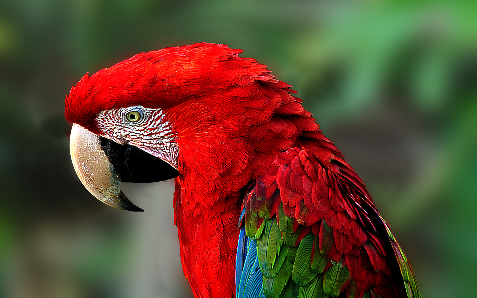 bird, animal, red and green macaw, macaw, birds