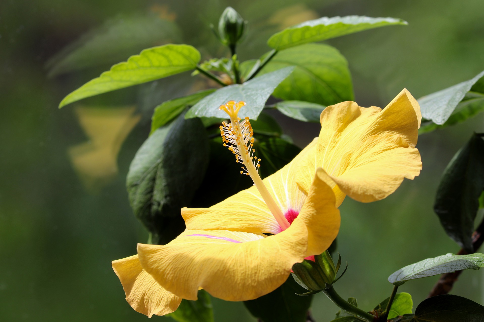 Download mobile wallpaper Flowers, Earth, Hibiscus for free.