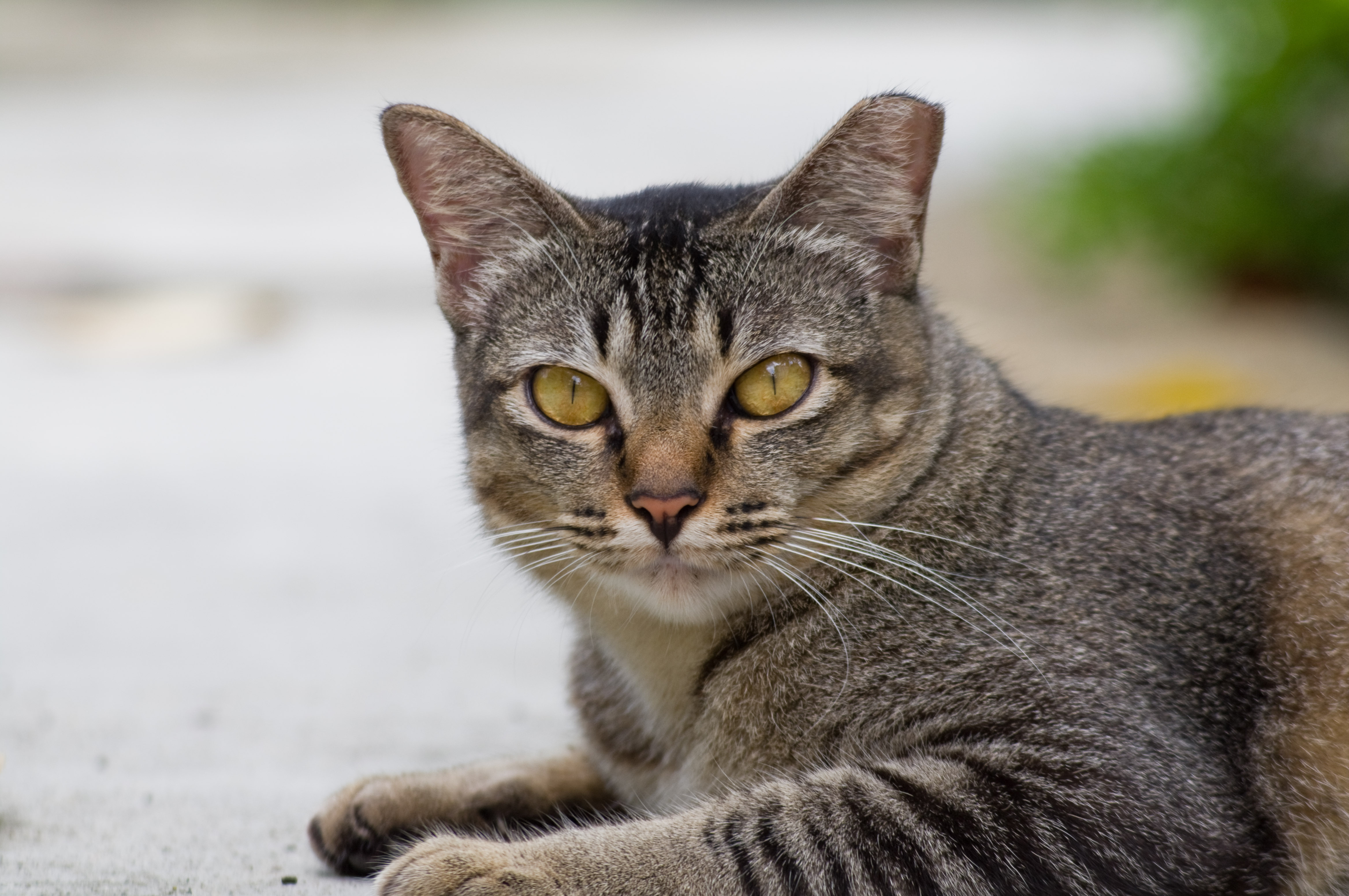 Baixar papel de parede para celular de Animais, Gatos, Gato gratuito.